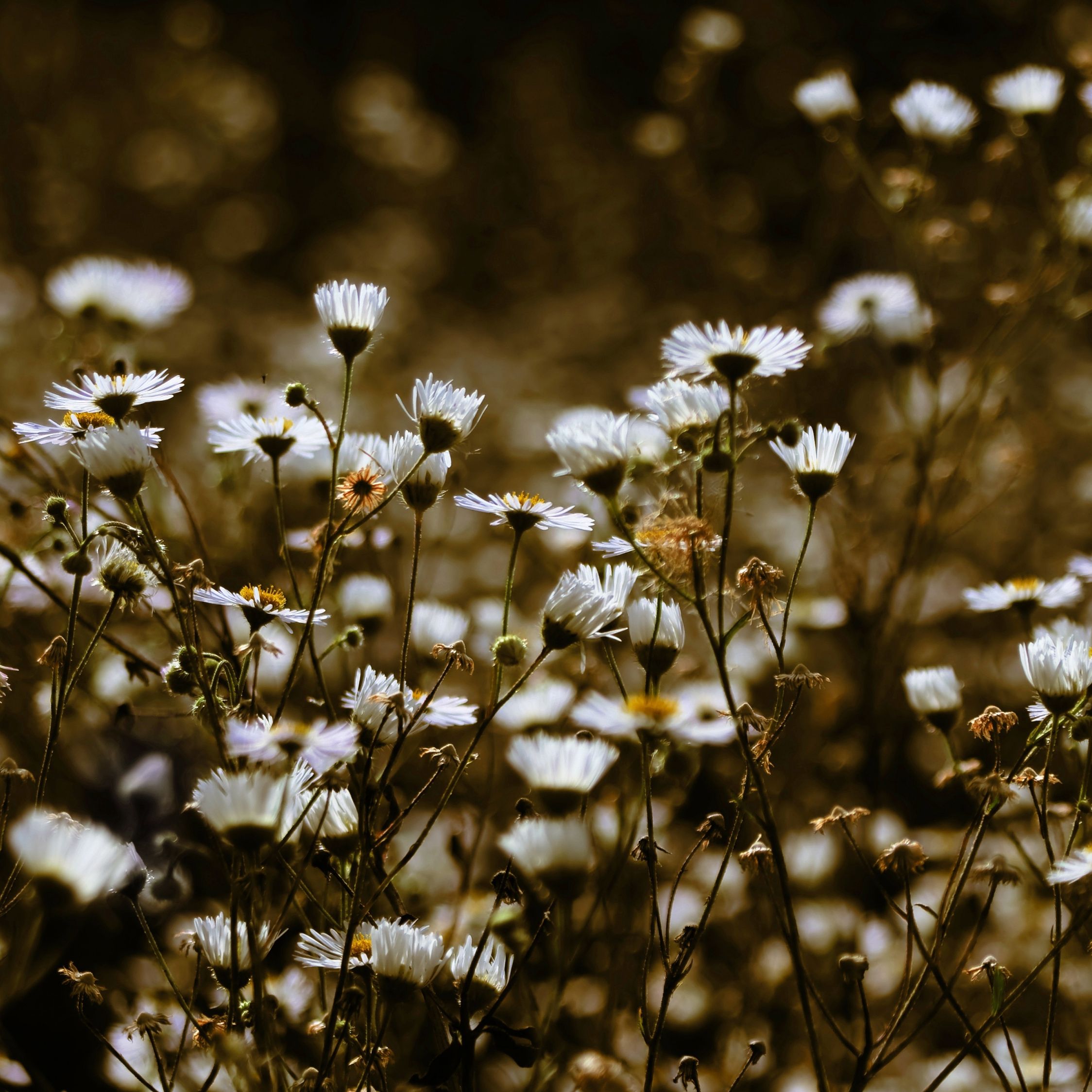 Download 2248x2248 wallpaper meadow, plants, white flowers, spring