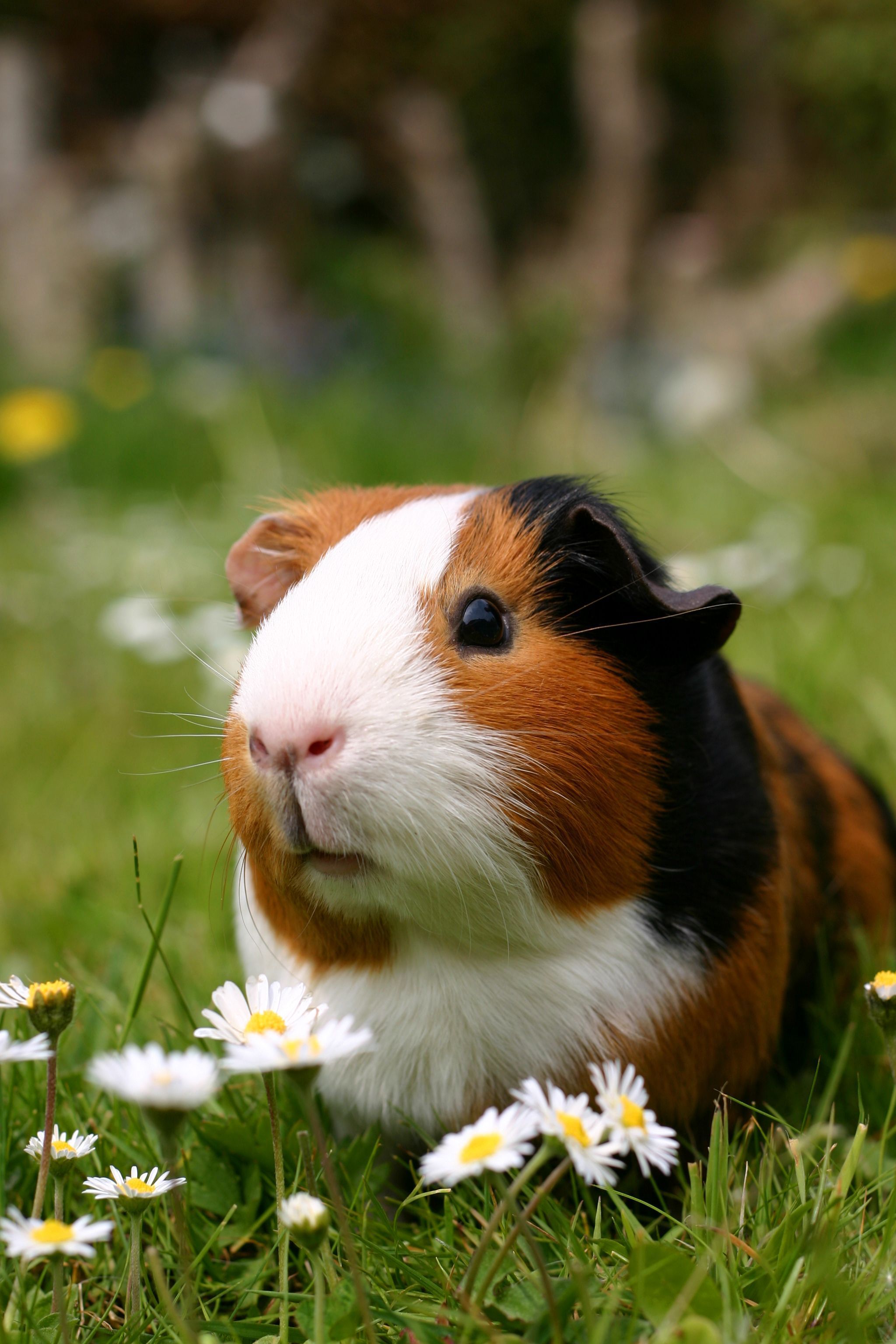 Guinea Pig Black And White Wallpapers - Wallpaper Cave