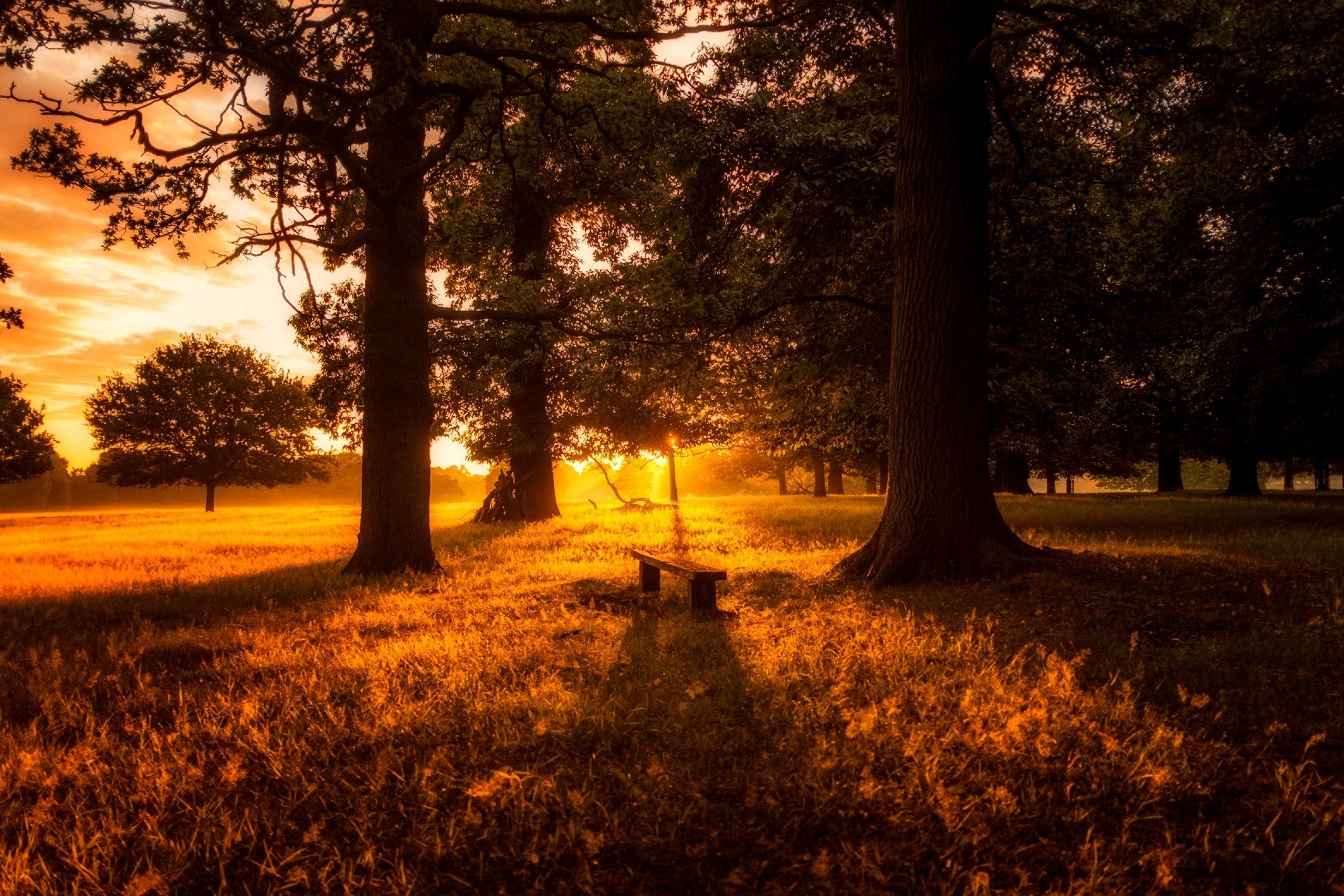 Forest Sunset Wallpaper Free Forest Sunset Background