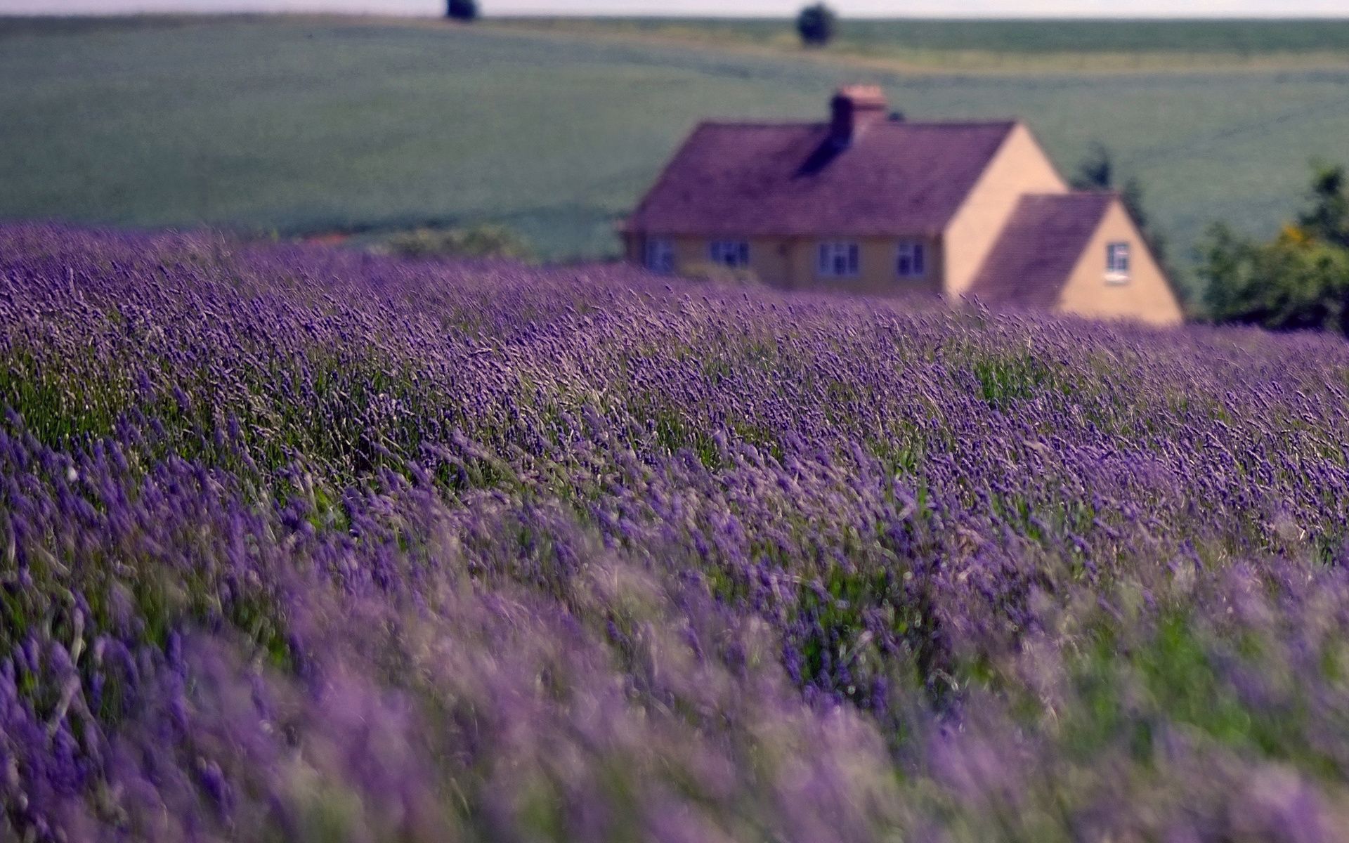 Download wallpapers England, village, summer, lavender, UK, United