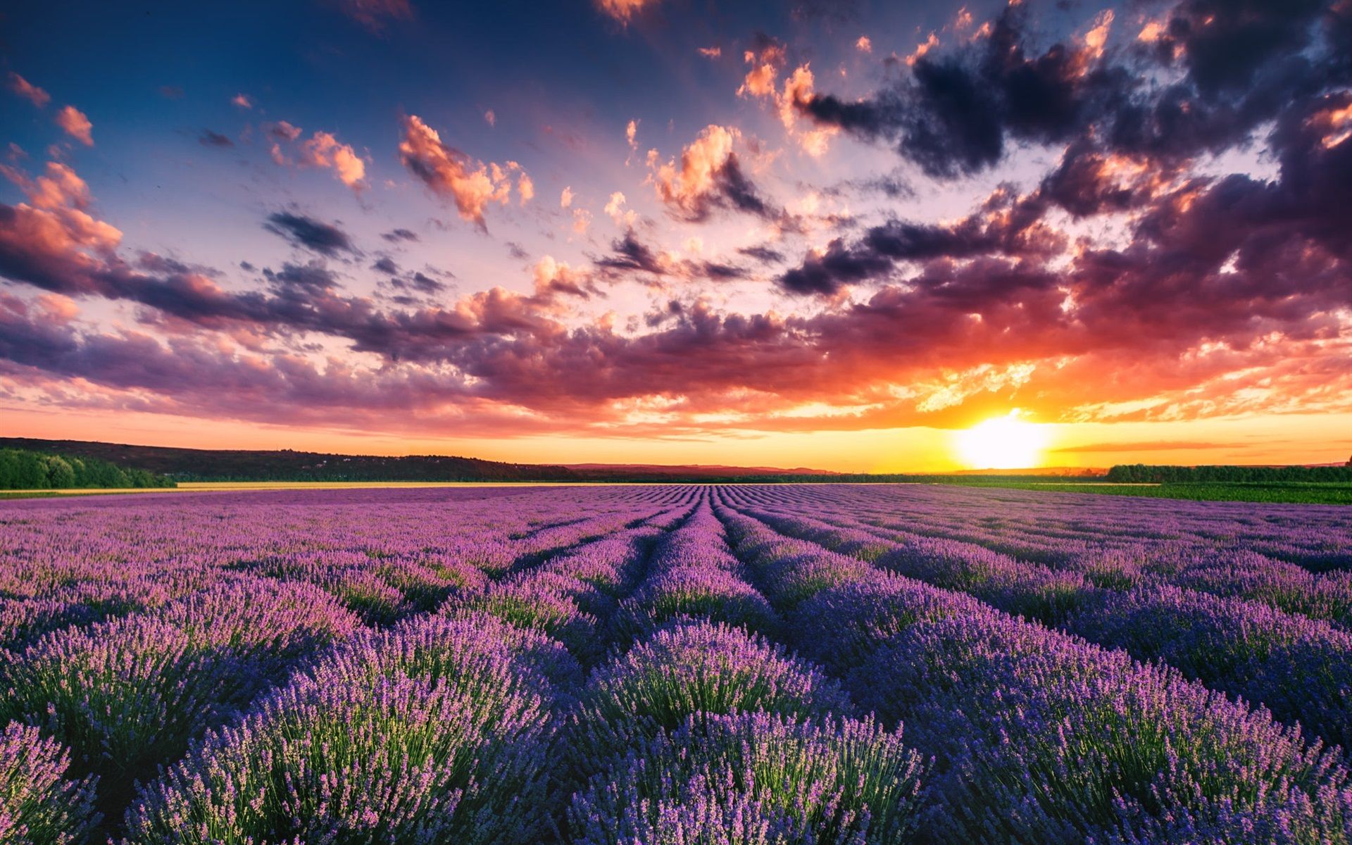 Beautiful lavender field, flowers, summer, sunset 750x1334 iPhone