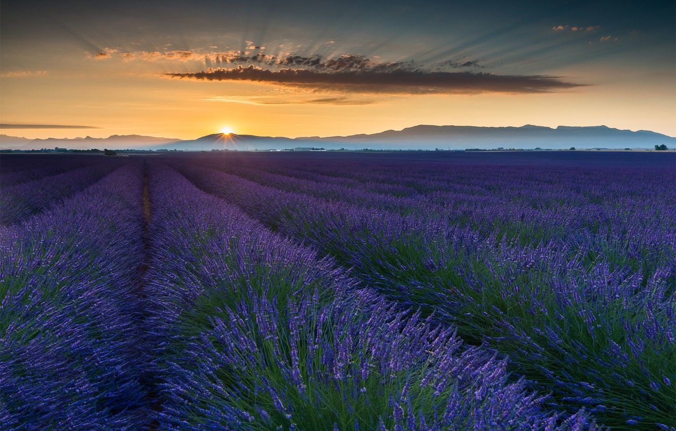 Wallpapers field, summer, the sun, flowers, France, lavender