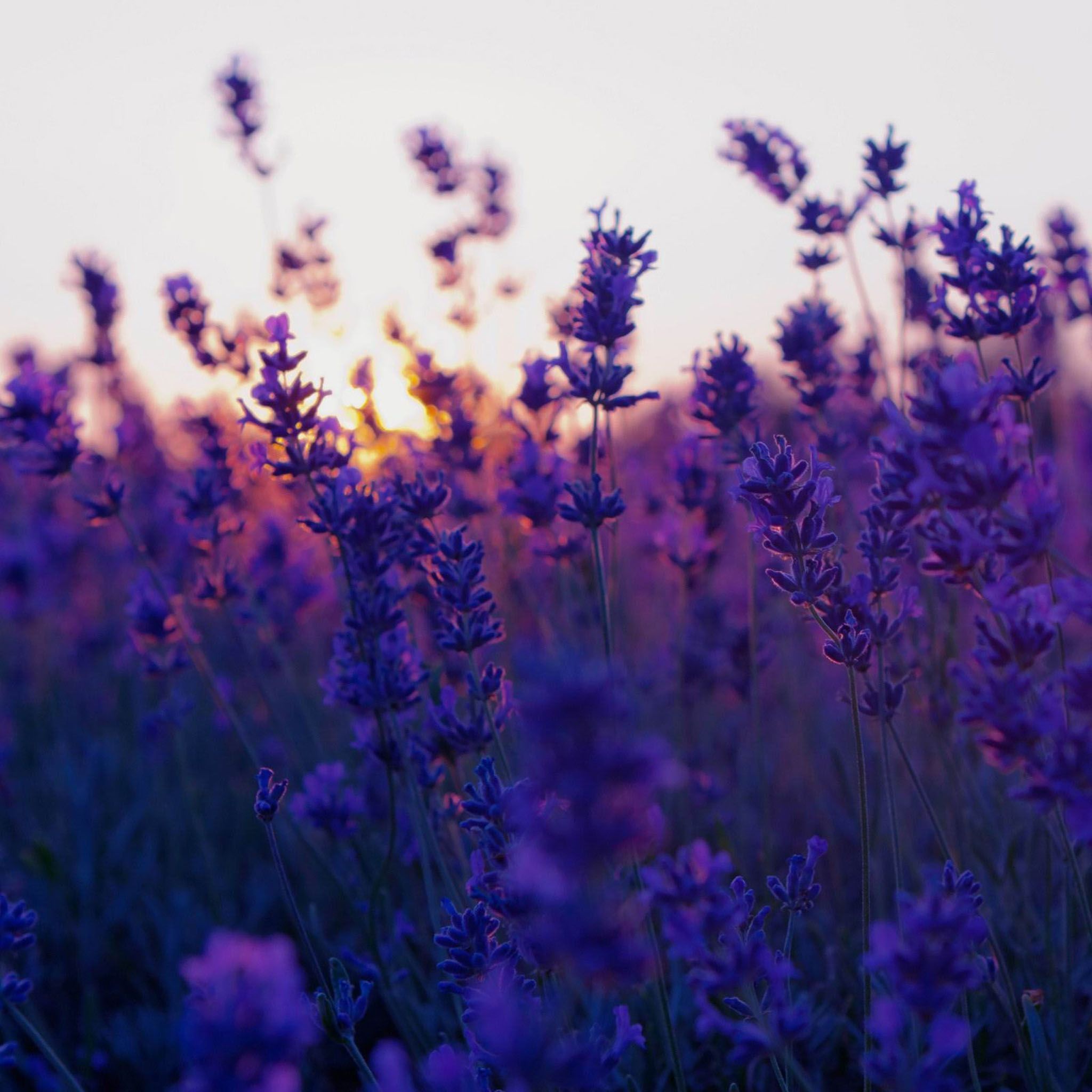 Lavender Field And Sunset Summer