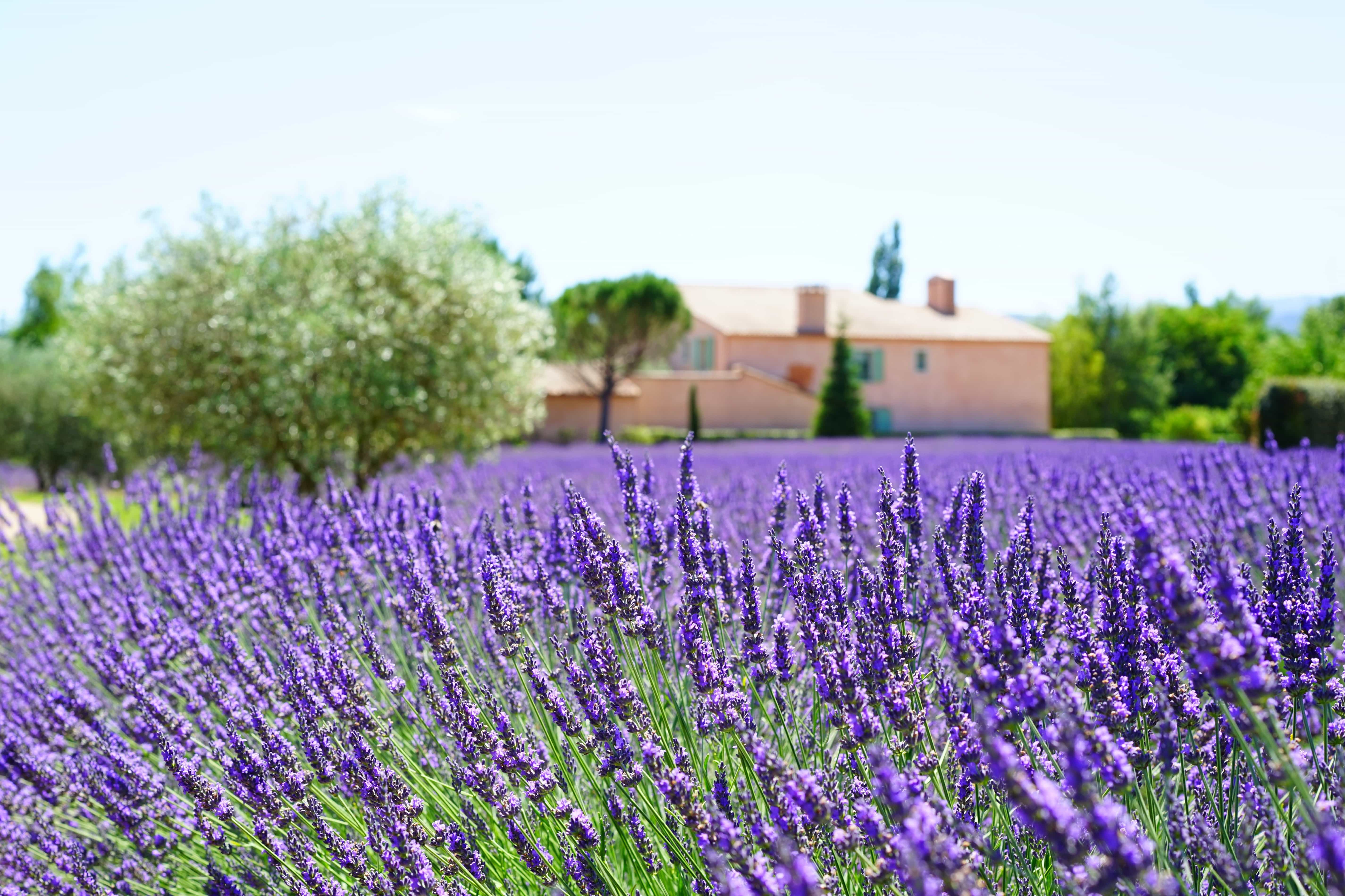 Free picture: summer, field, flora, garden, agriculture, lavender