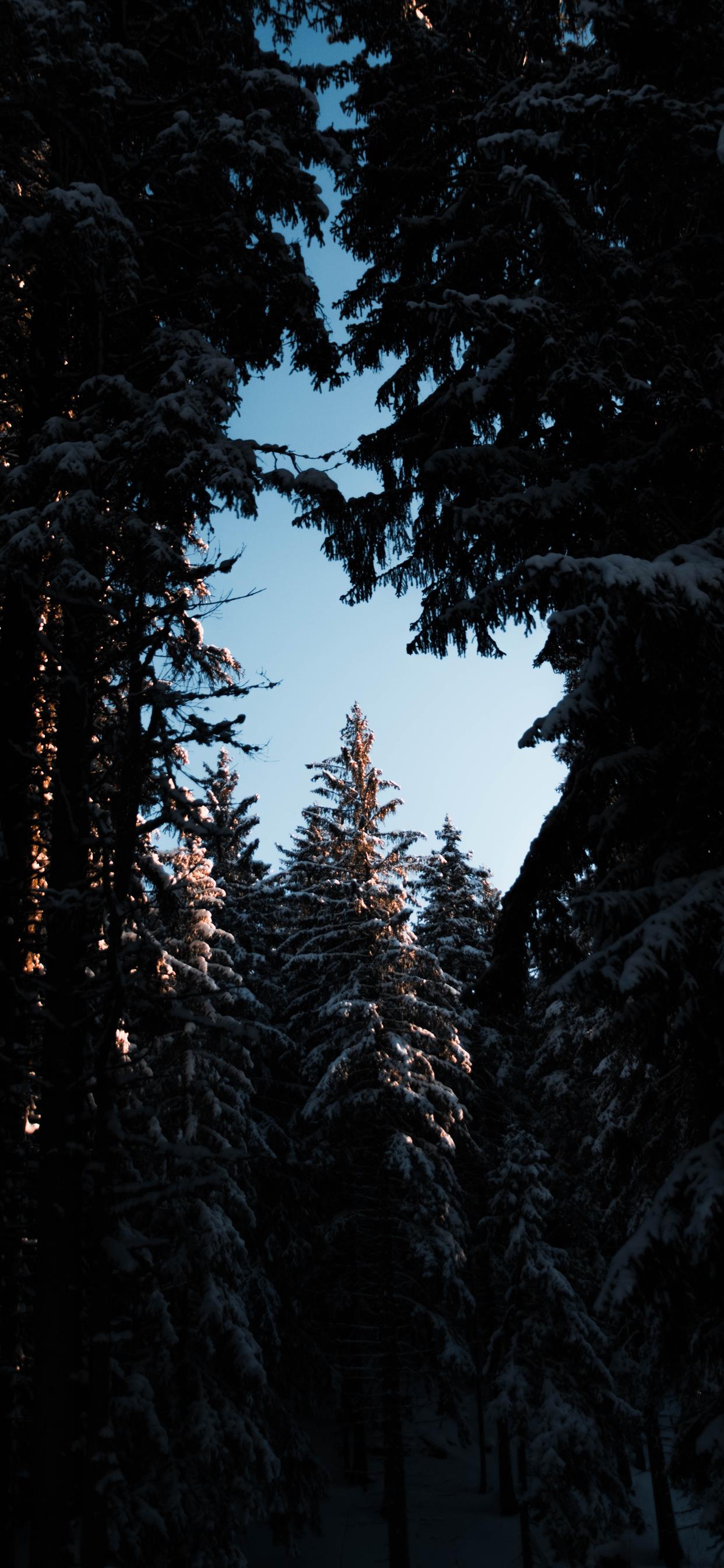 Sunset trough the forest iPhone X Wallpaper Free Download