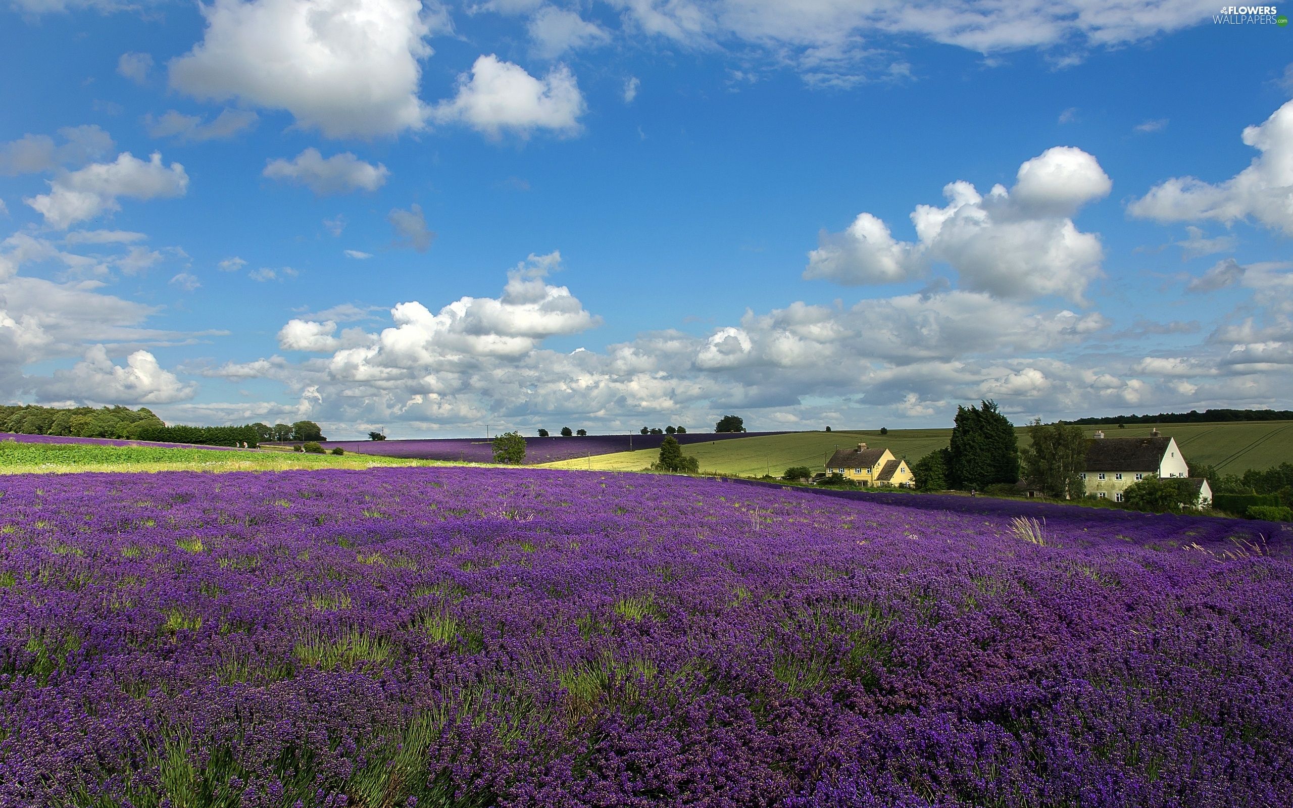 clouds, summer, lavender, Farms, Field