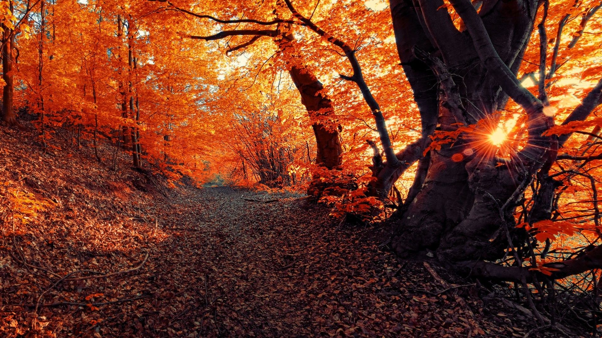 landscape, Fall, Seasons, Forest, Sunset, Nature Wallpaper HD / Desktop and Mobile Background