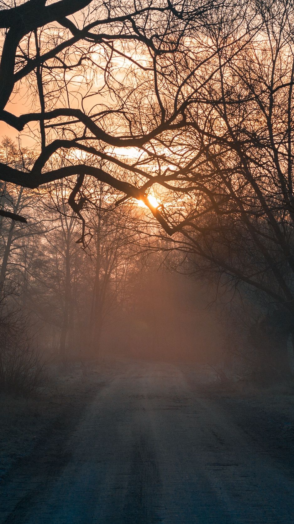 Download wallpaper 938x1668 forest, fog, road, trees, sunset