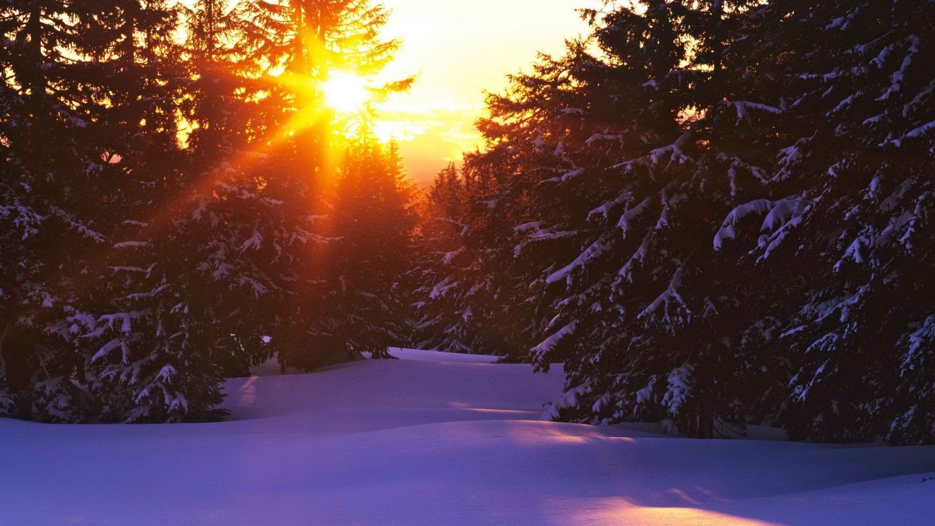 Free download Sunset over snowy forest wallpaper 16329 1920x1080