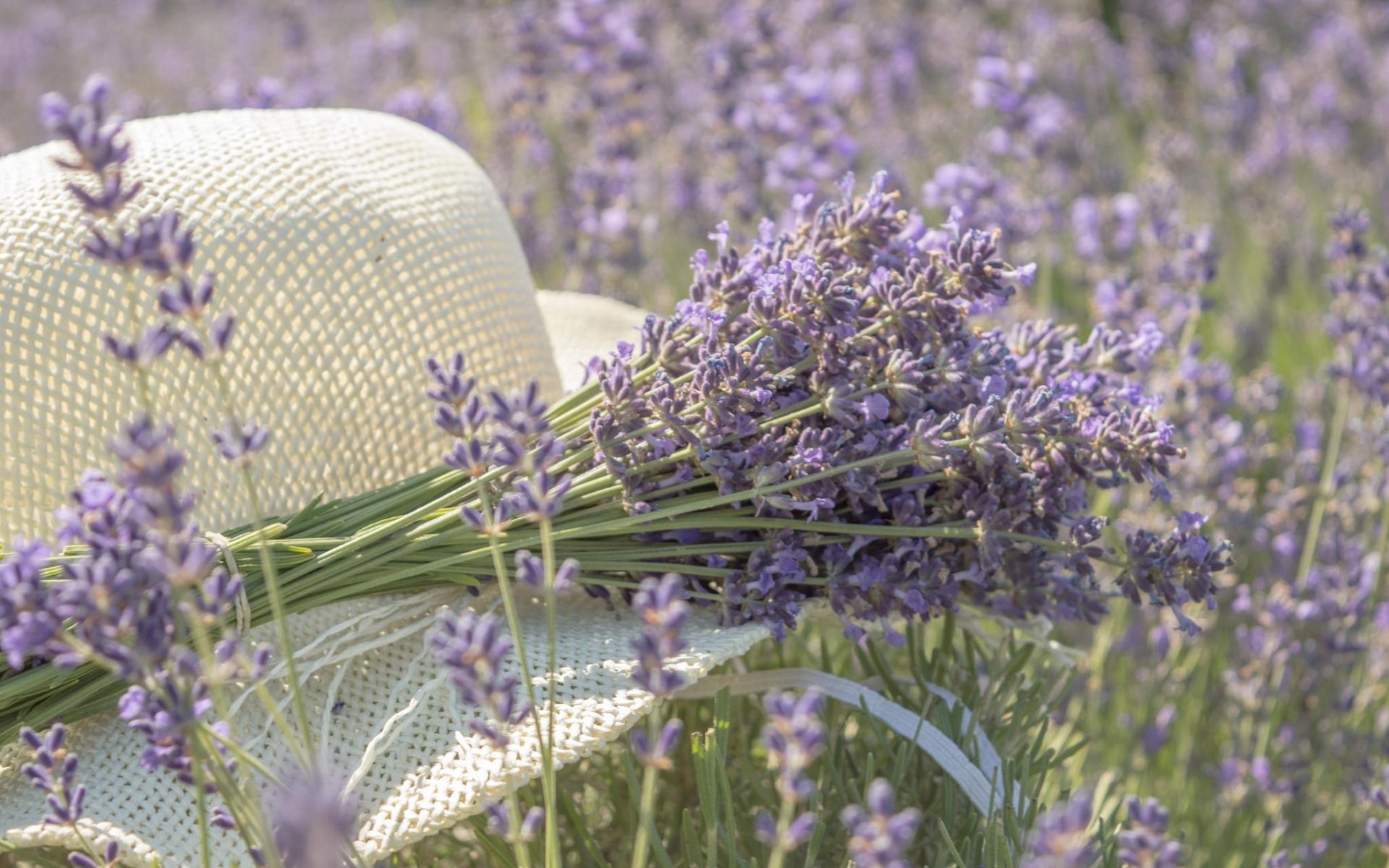 Download wallpapers field flowers, lavender, summer hat, purple