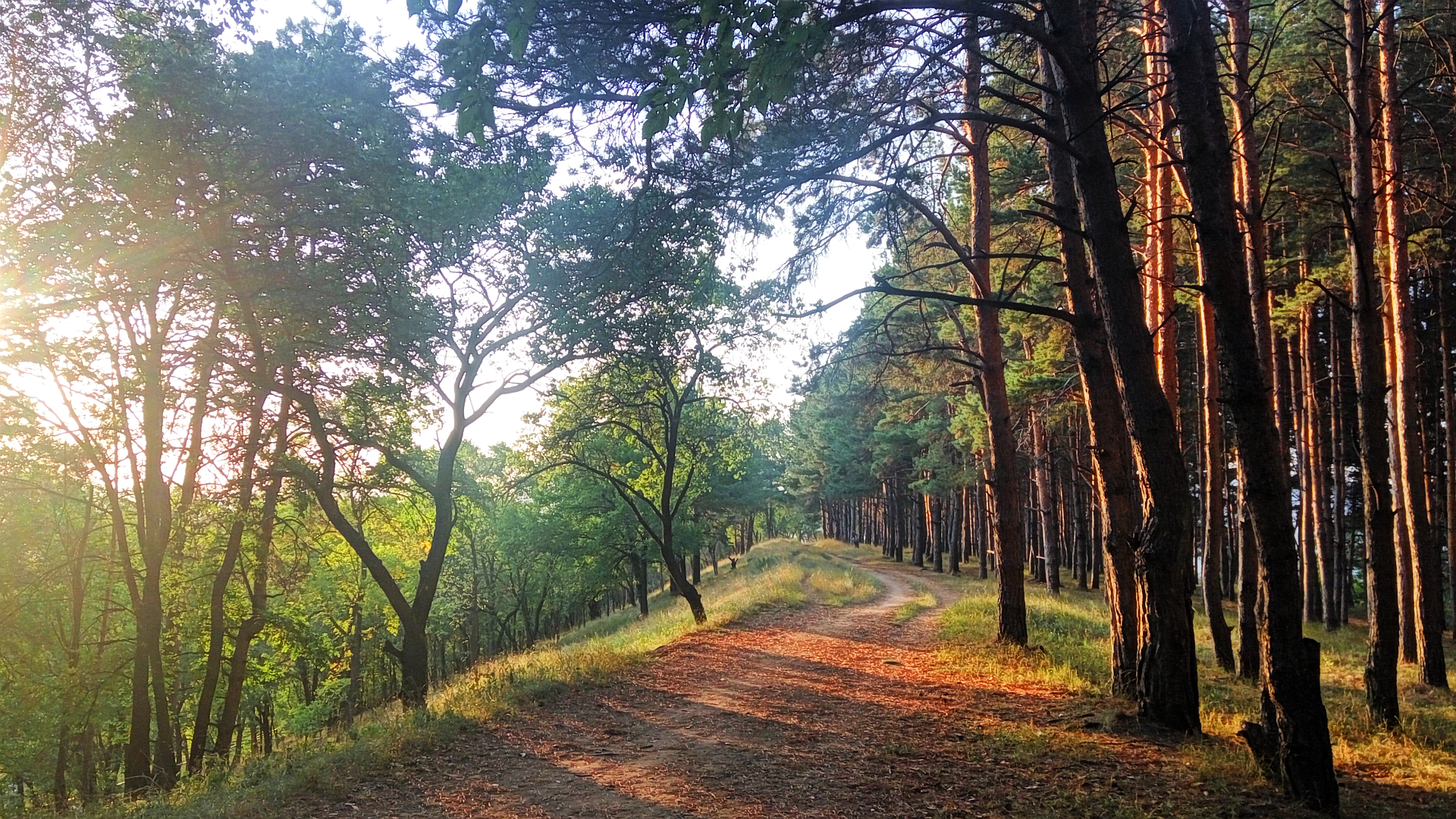 #pine trees, #forest, #nature, #pathway, #landscape