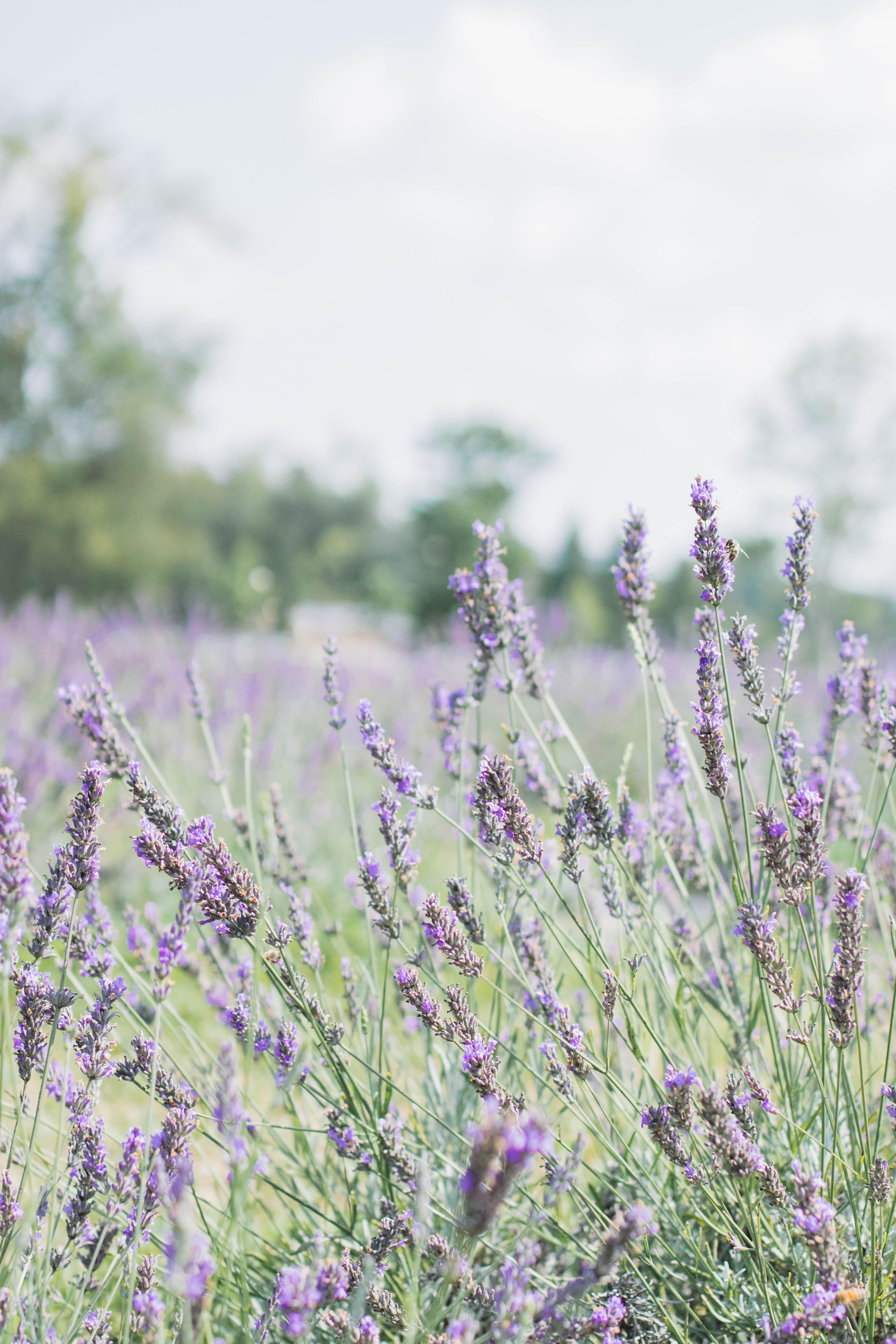 Terre Bleu Lavender Farm in Milton is the Perfect Day Trip from
