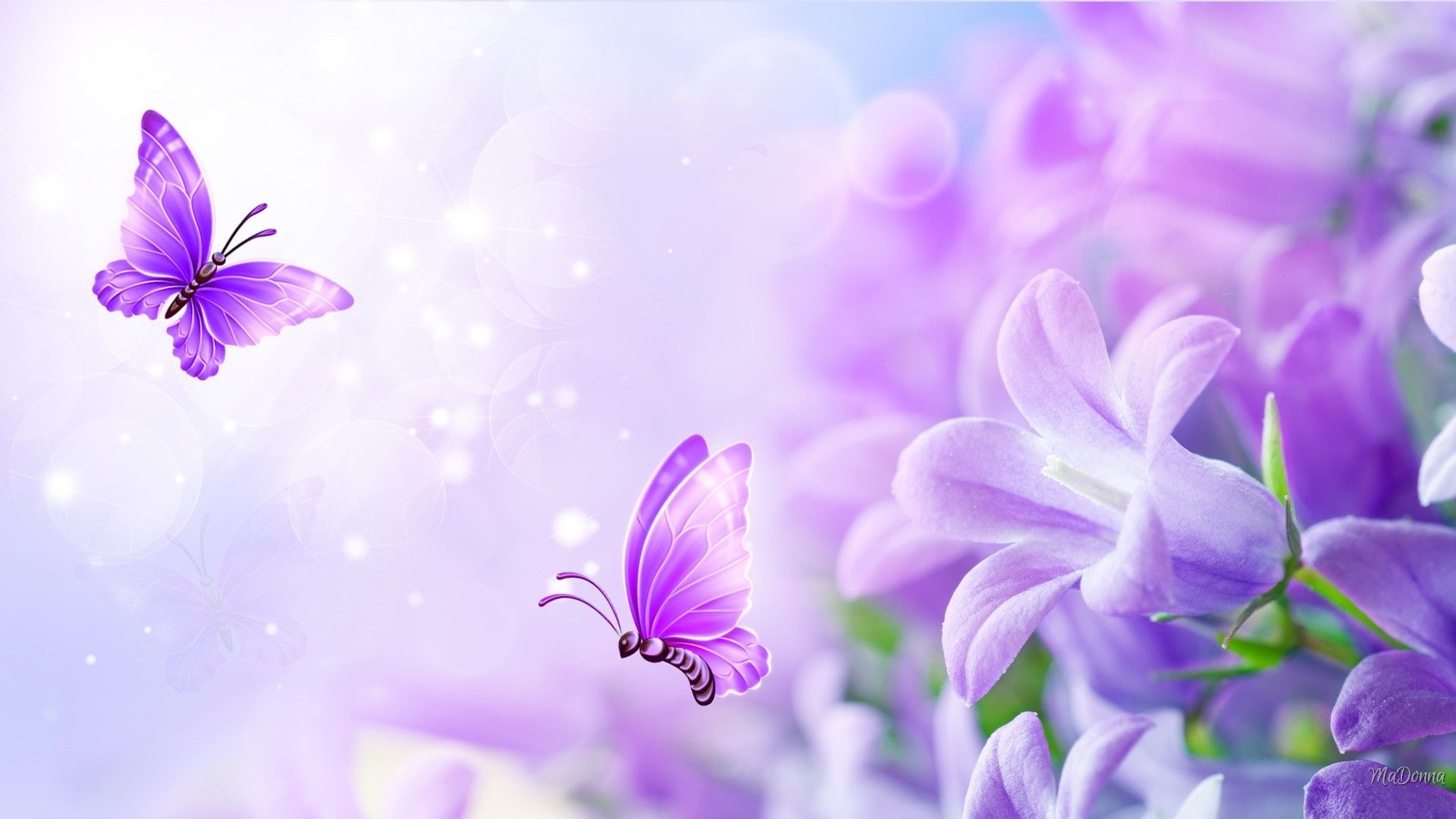 Lavender Flower Wallpaper