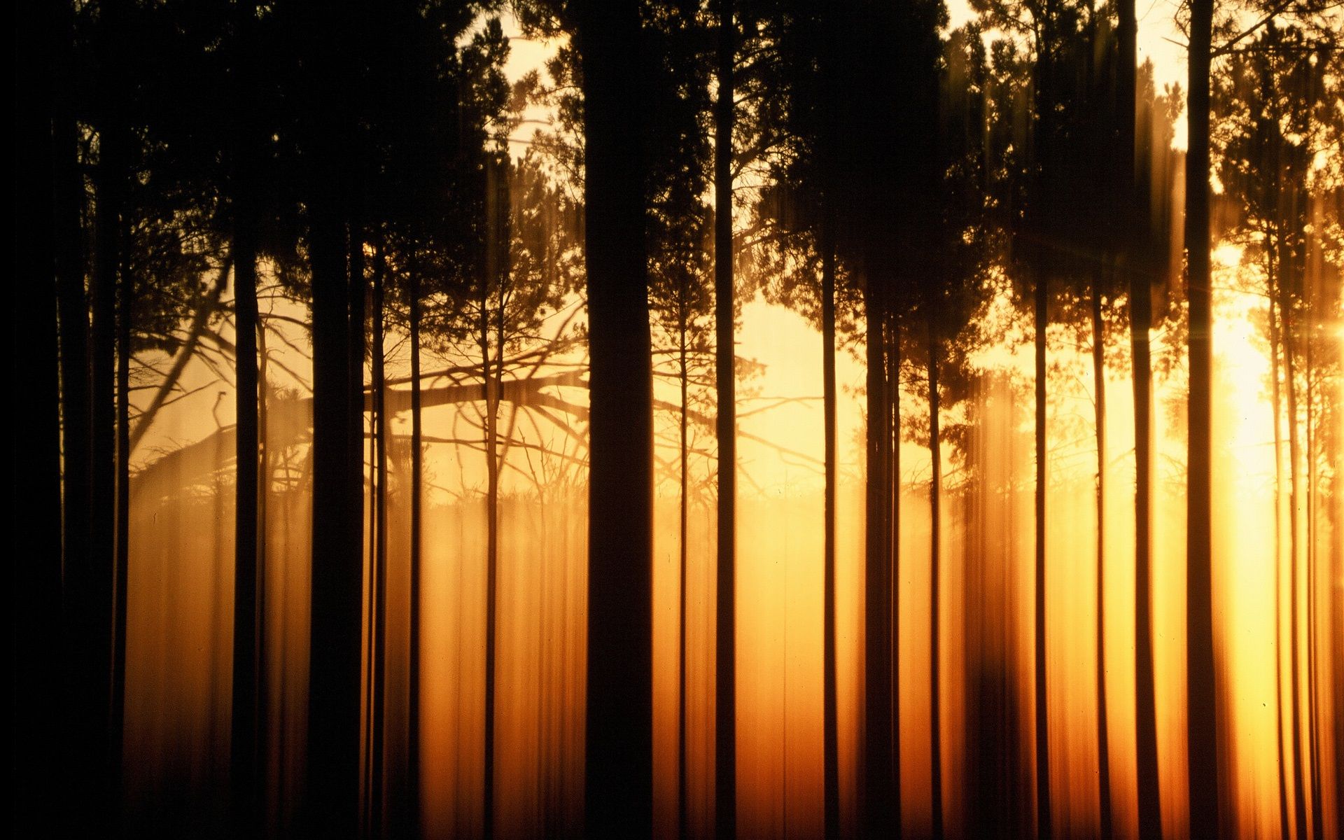 Wallpaper Sunset forest trees, black shadow, warm orange 1920x1200