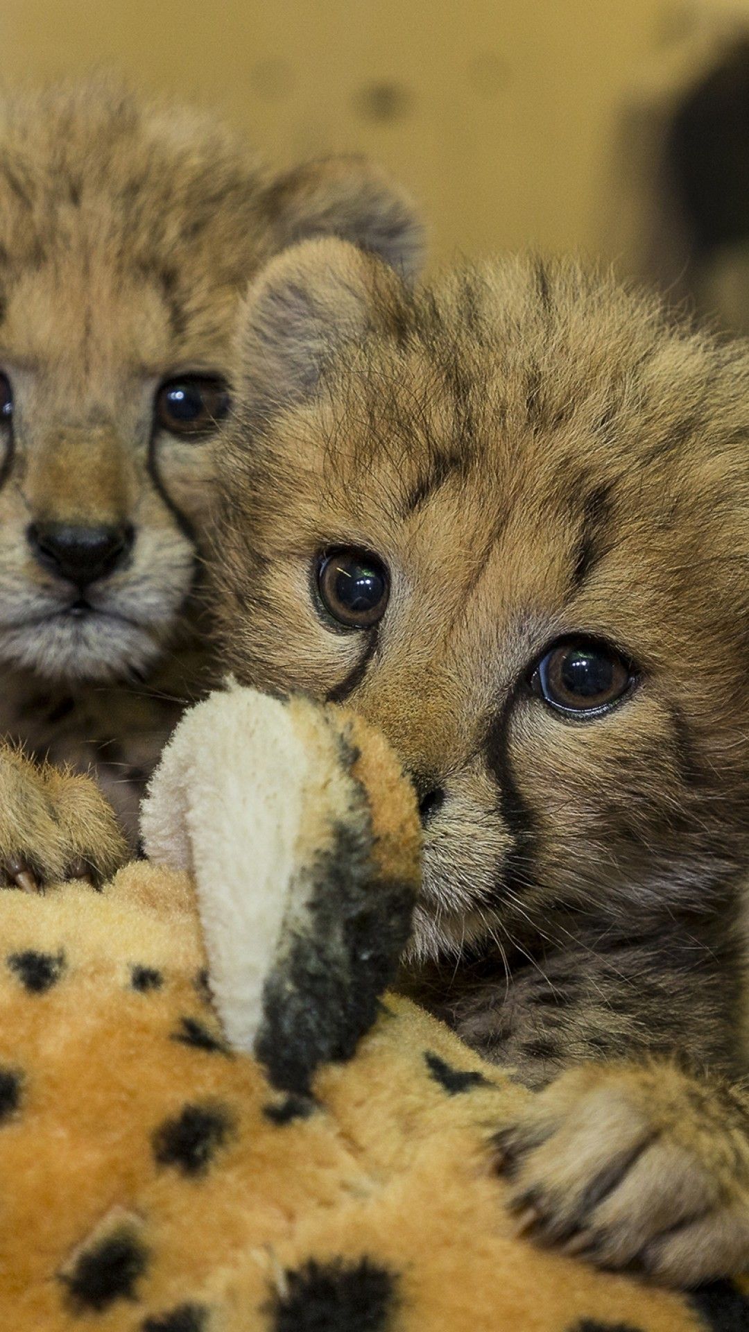 Baby Cheetah Wallpaper