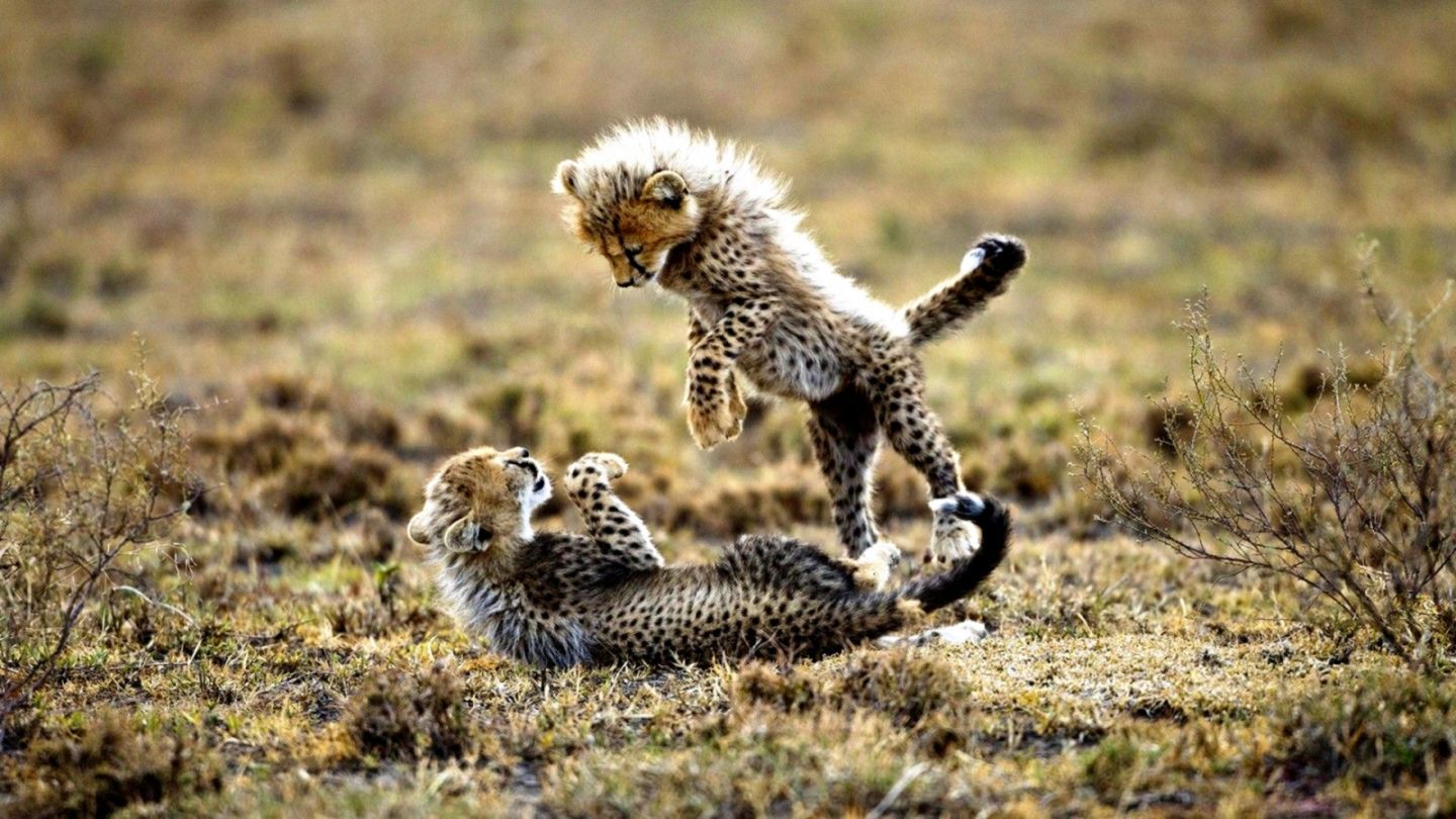 Cute Baby Cheetah Wallpaper. HD Wallpaper Plus
