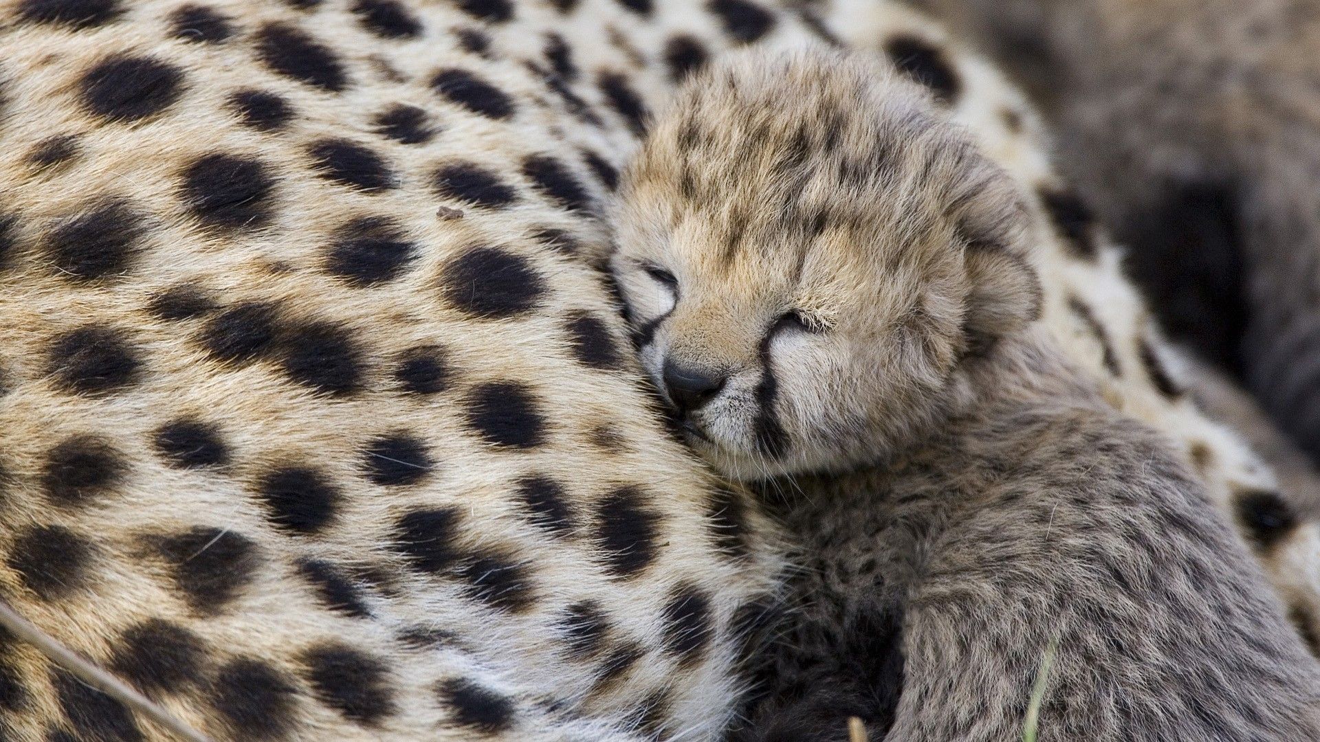 Baby Cheetah Wallpaper