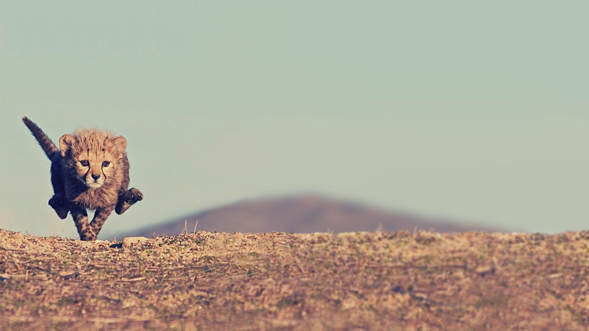 High Definition Cheetah Baby Cheetah Wallpaper