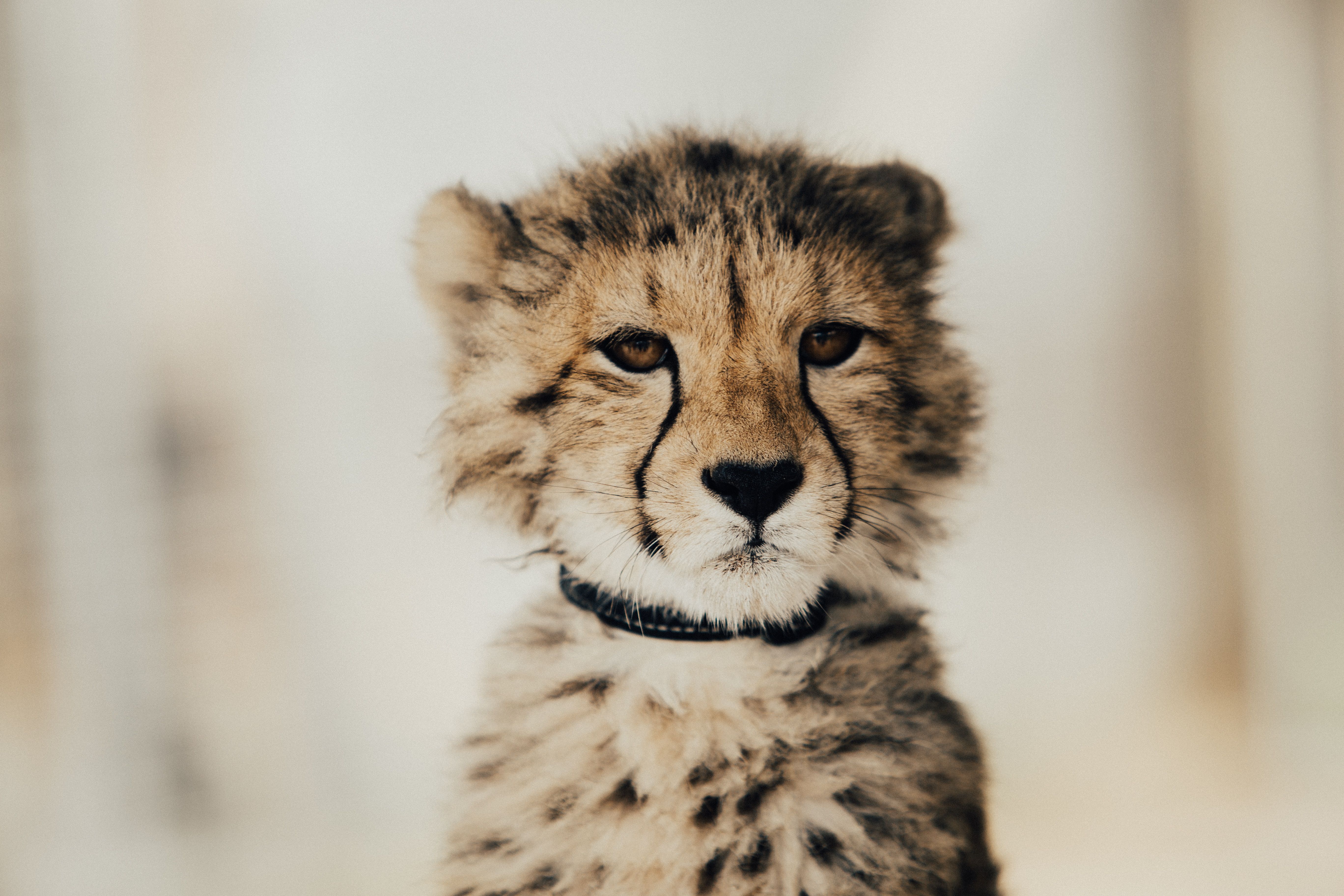 Baby Cheetah 5k, HD Animals, 4k Wallpaper, Image, Background