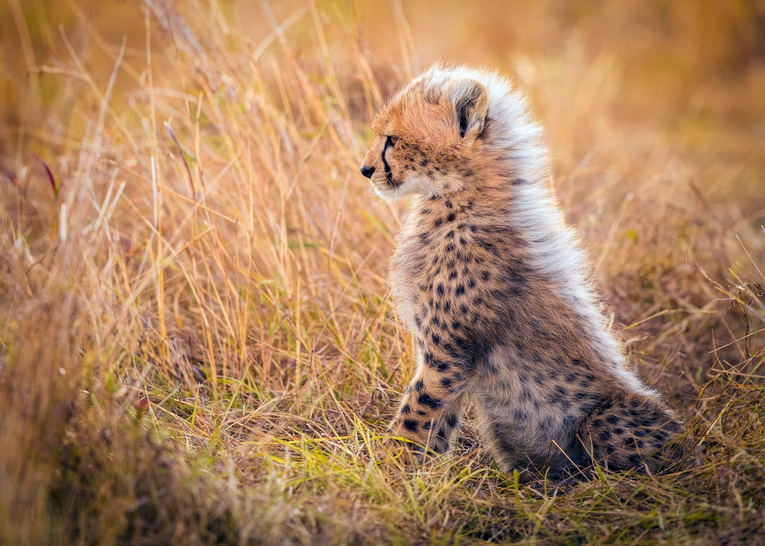 Cheetah HD Wallpaper