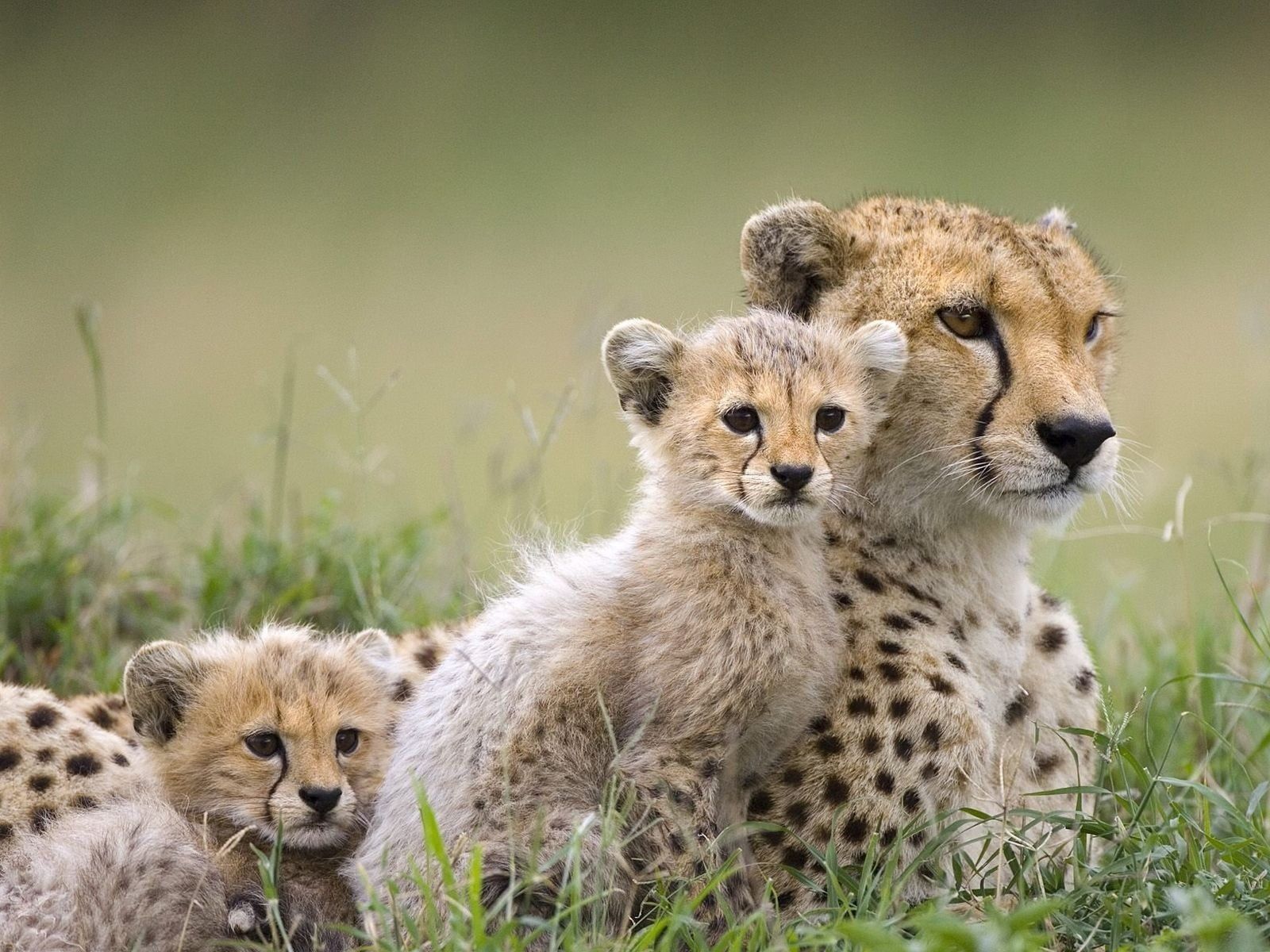 Cheetah with two cubs, animals, baby animals, cheetahs HD
