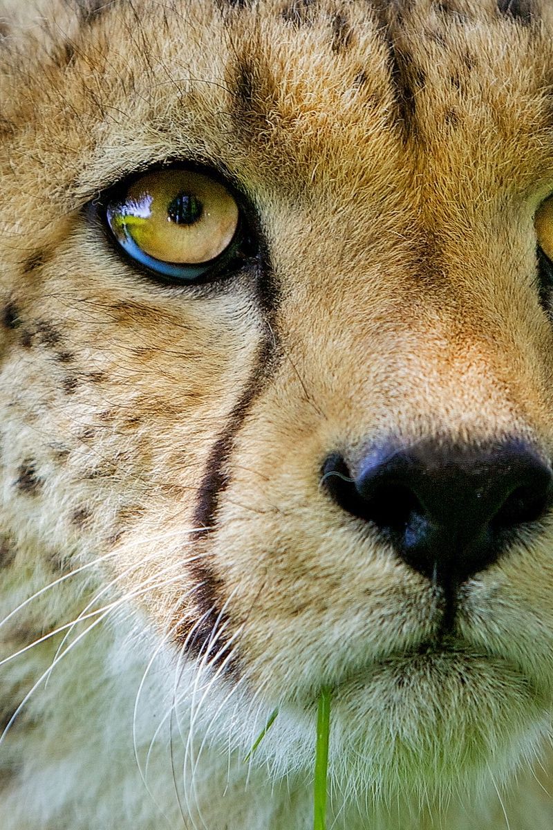 Download Wallpaper 800x1200 Cheetah, Face, Baby, Nose, Close Up