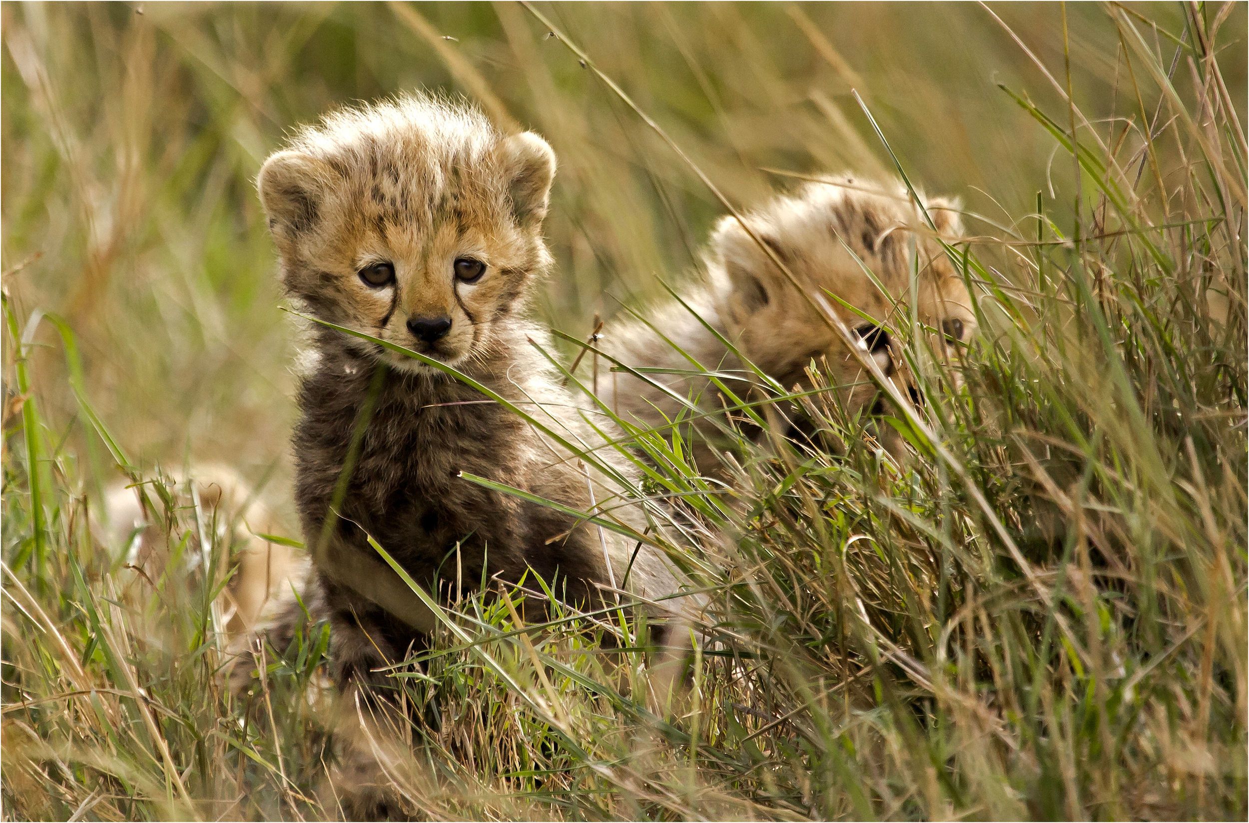 Cute Cheetah Wallpaper