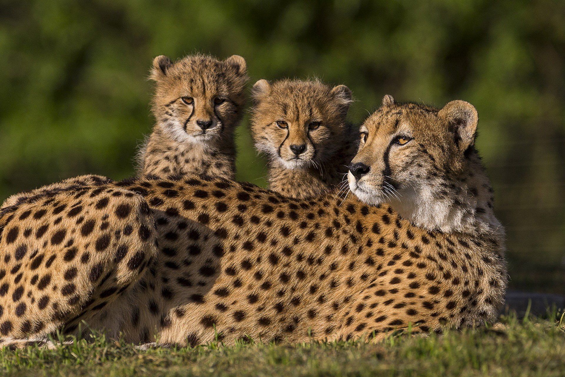 Baby Cheetahs HD wallpaper free download