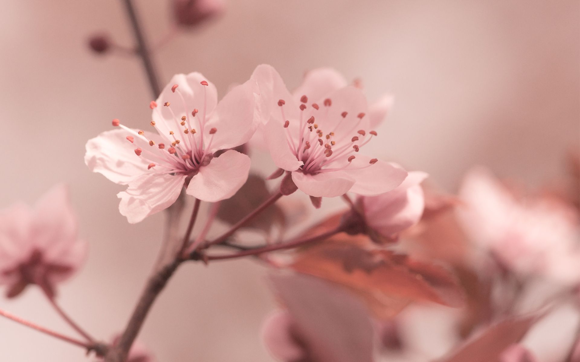 Free download flowers focus cherry sakura HD wallpaper spring