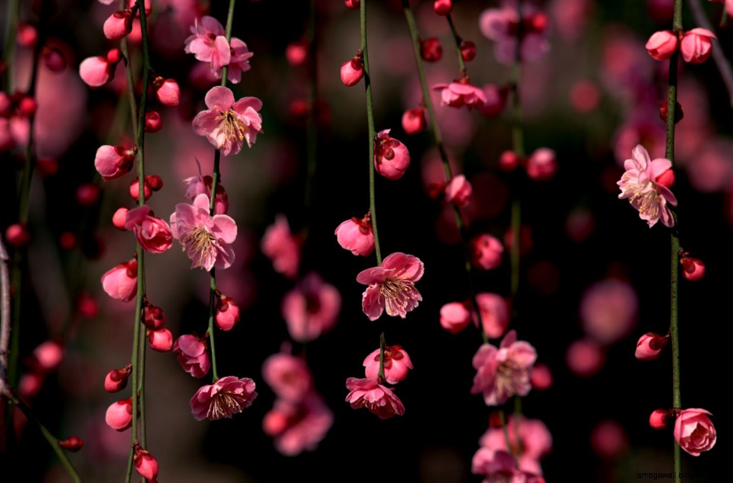 Flowers Sakura Blossoms Spring HD Wallpaper