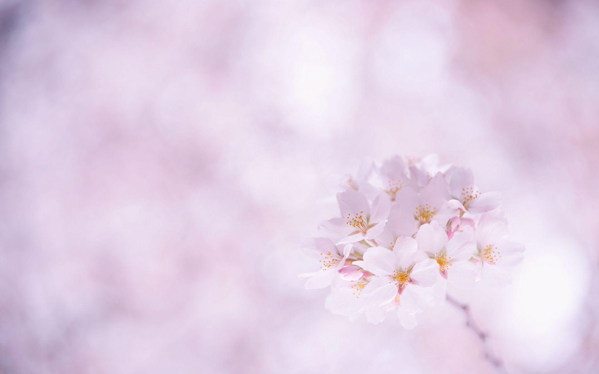 Sakura Desktop Background. Sakura