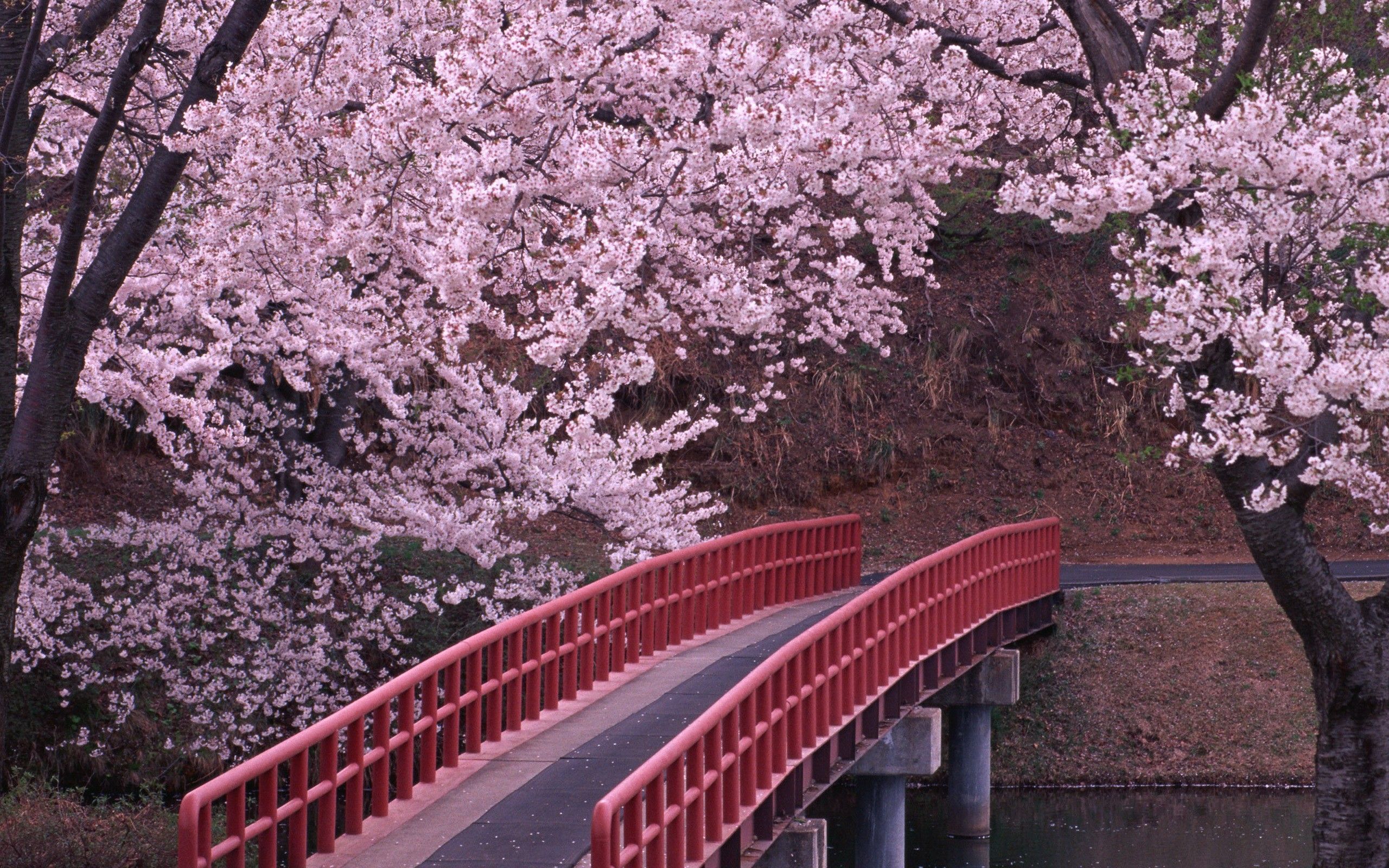Flowers Landscapes Cherry Blossoms HD Wallpaper 2560x1600PX
