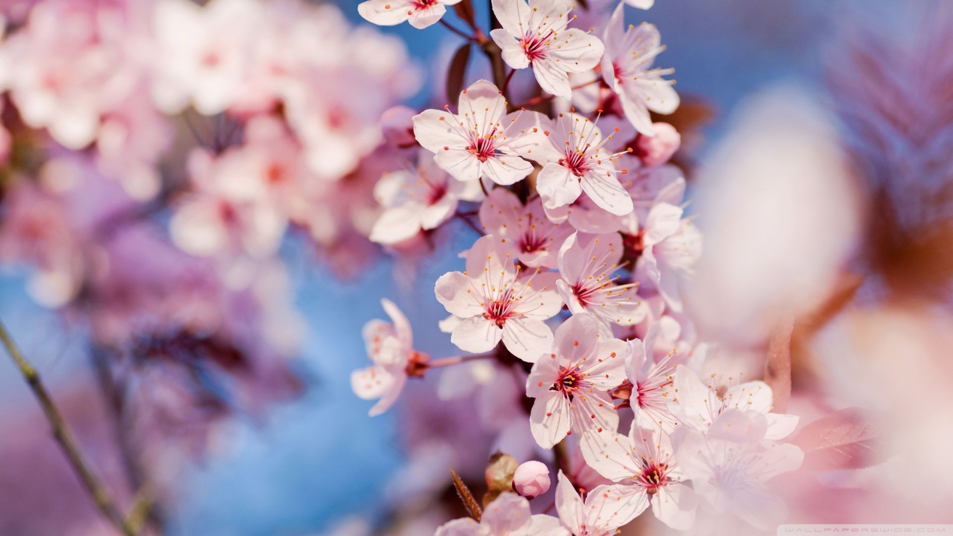 Cherry Blossom Ultra HD Desktop Background Wallpaper for: Multi
