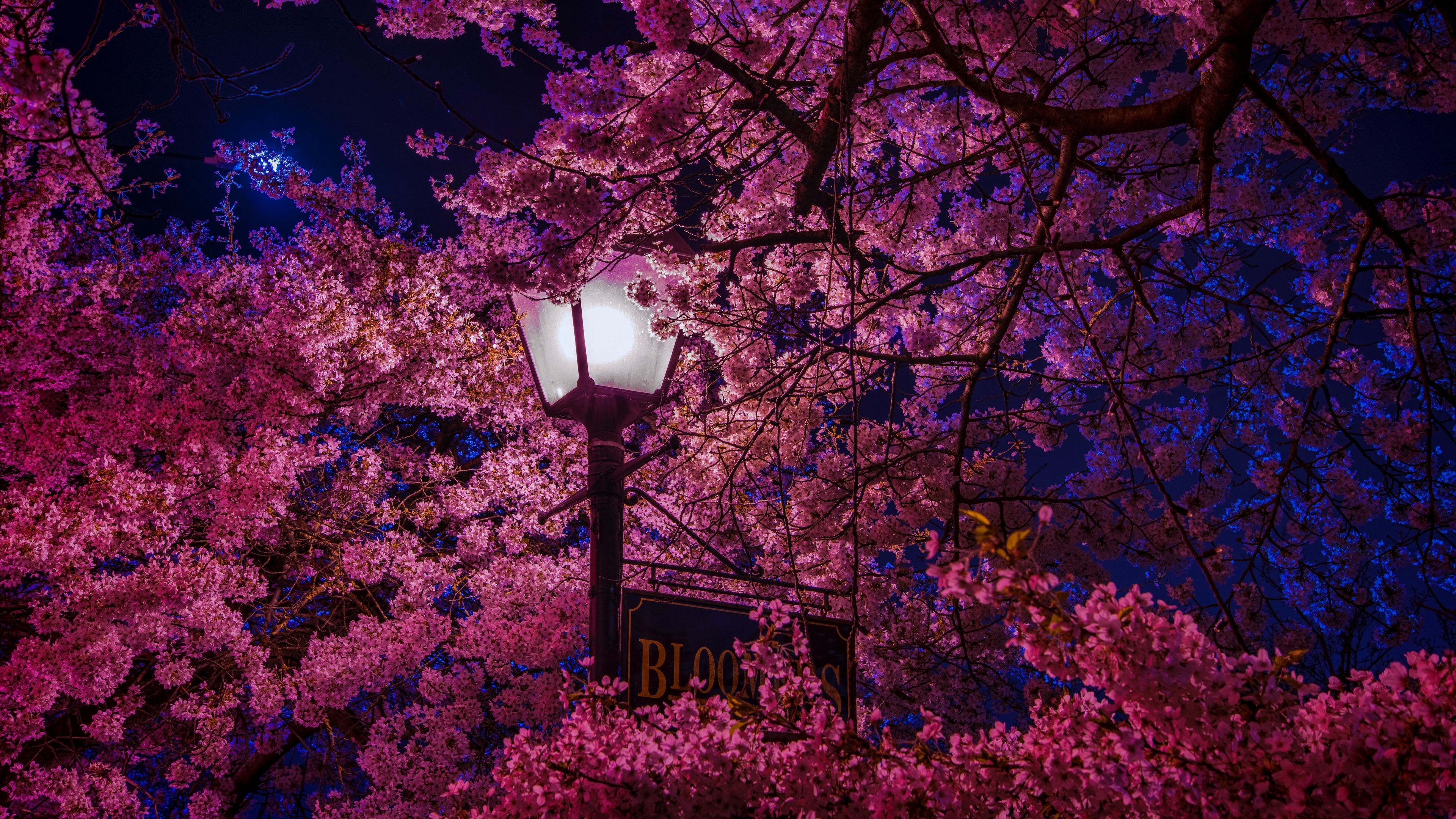 Sakura Tree at Night 4k Ultra HD Wallpaper. Background Image