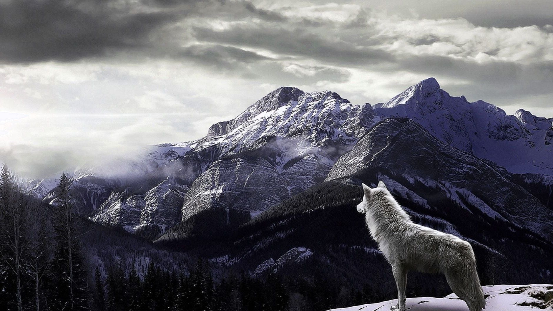 Wolf On Mountain Wallpaper Wallpaper.Pro