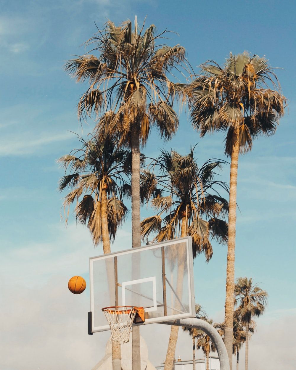 white and gray basketball system beside coconut trees photo