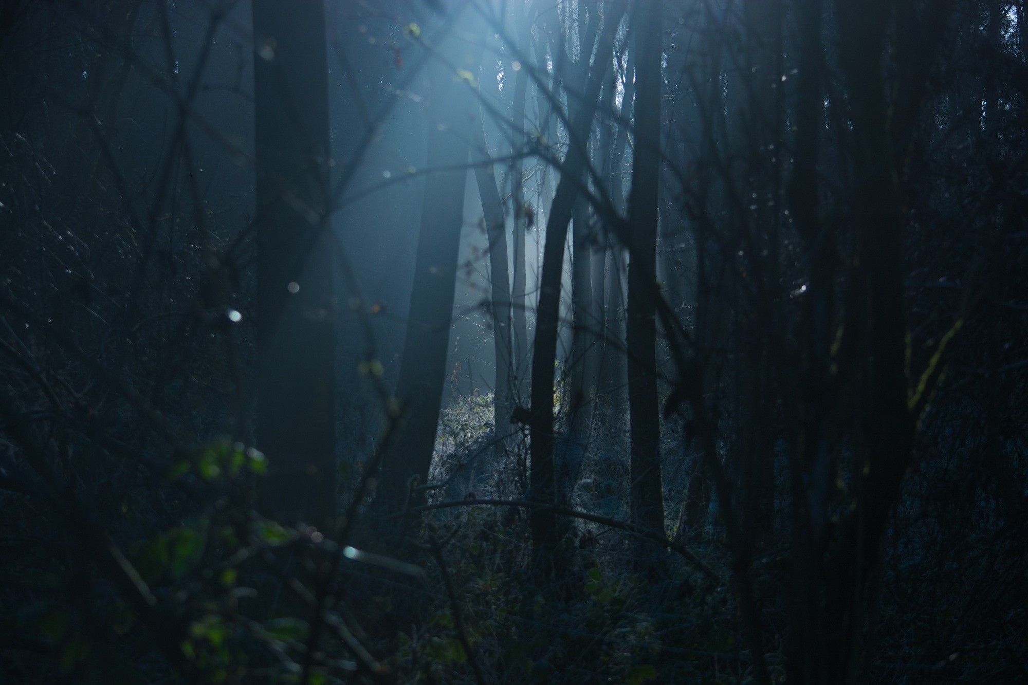 Anime Dark Forest