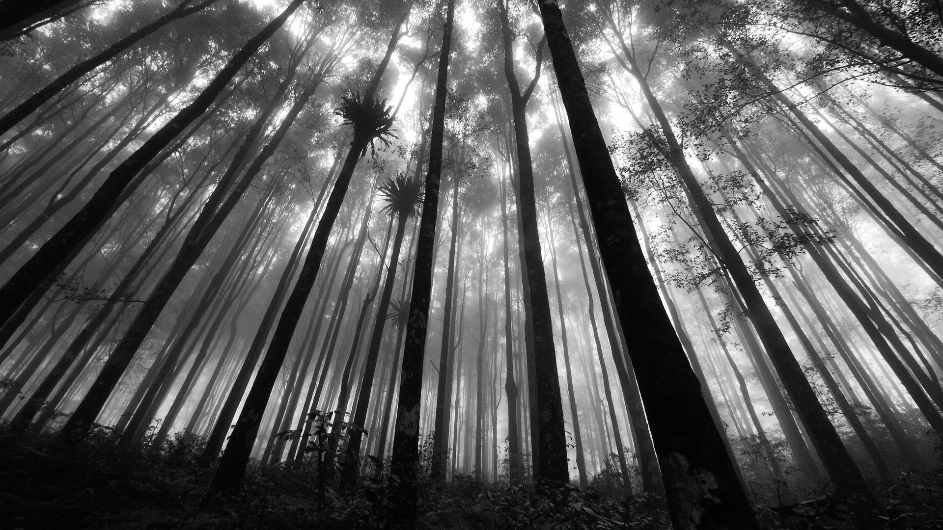 Black And White Forest Wallpaper Widescreen Black And