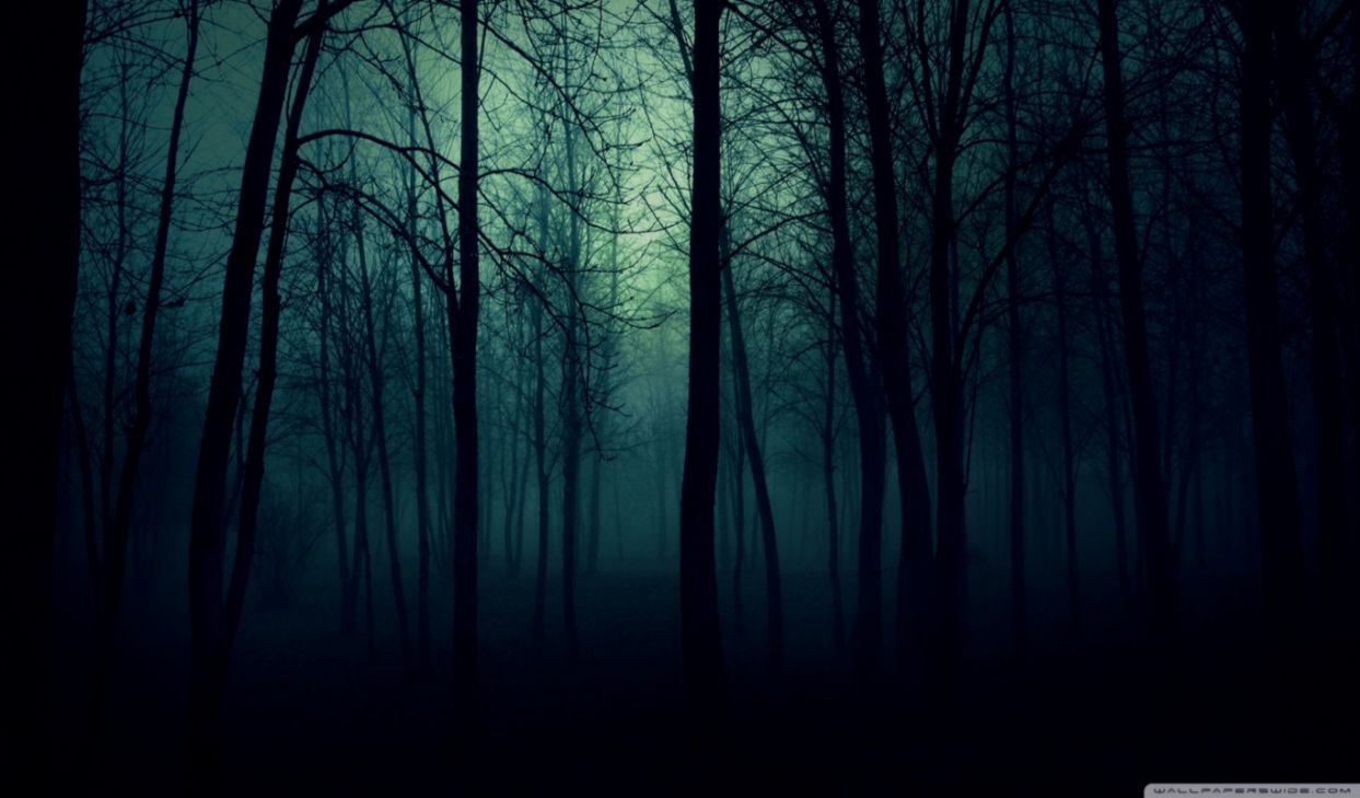 Dark Forest Wallpaper, Best Background Image, HD Wallpaper
