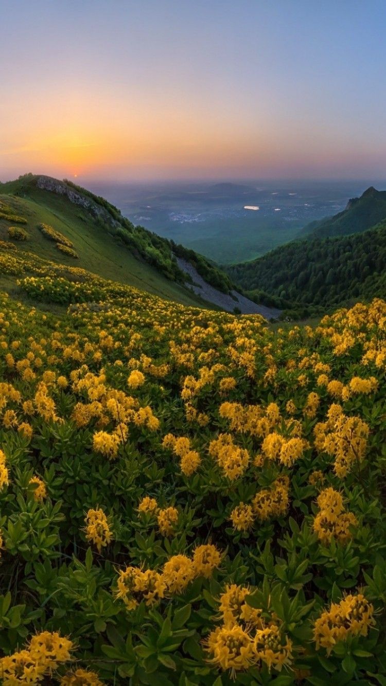 Download 750x1334 Yellow Flowers, Field, Sunset, Hill, Mountain