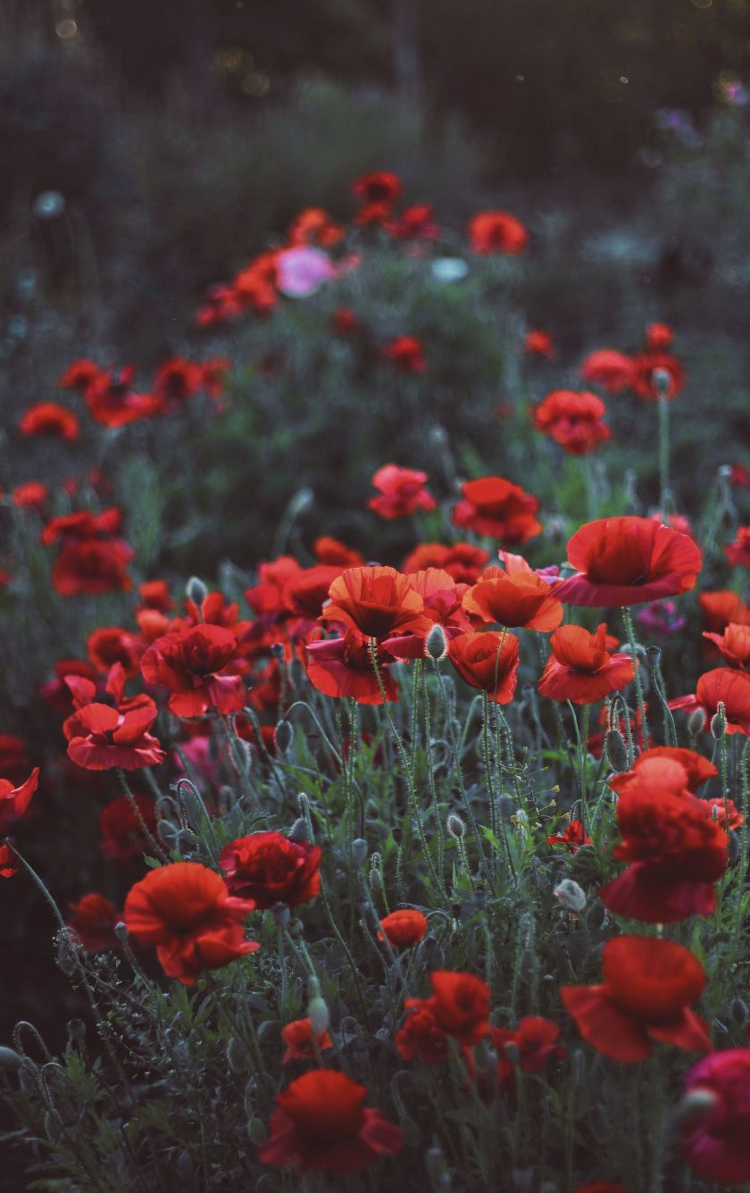 Download 840x1336 wallpaper poppies, flower field, meadow, spring