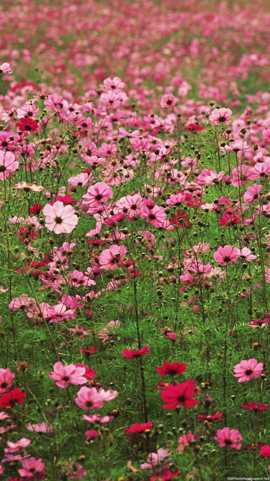 Flower Field Wallpaper