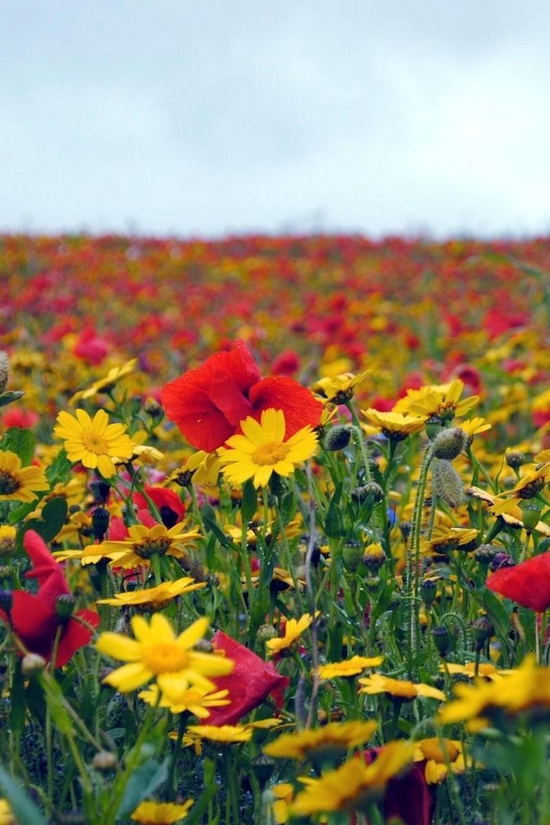 Download wallpaper 800x1200 poppies, flowers, field, summer, mood