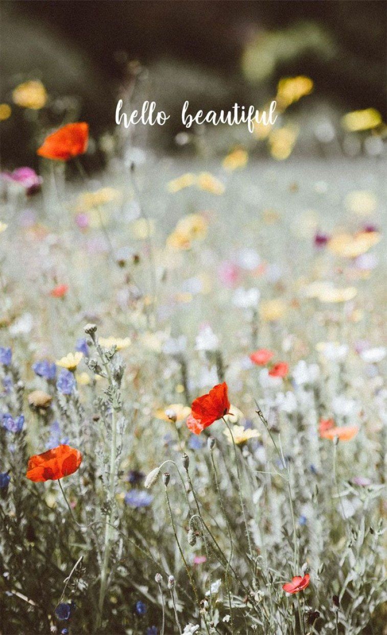 Poppy and wild flower field iPhone wallpaper, Poppy iphone background