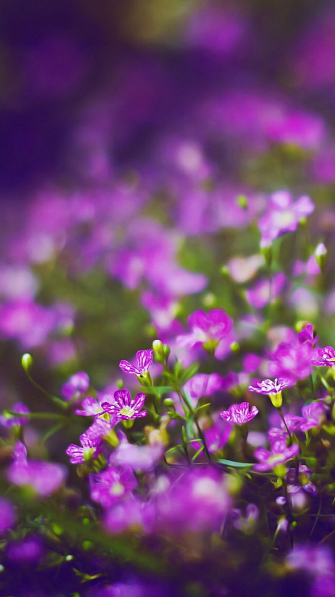 Beautiful Purple Flower Field Blur Bokeh iPhone 8 Wallpaper Free