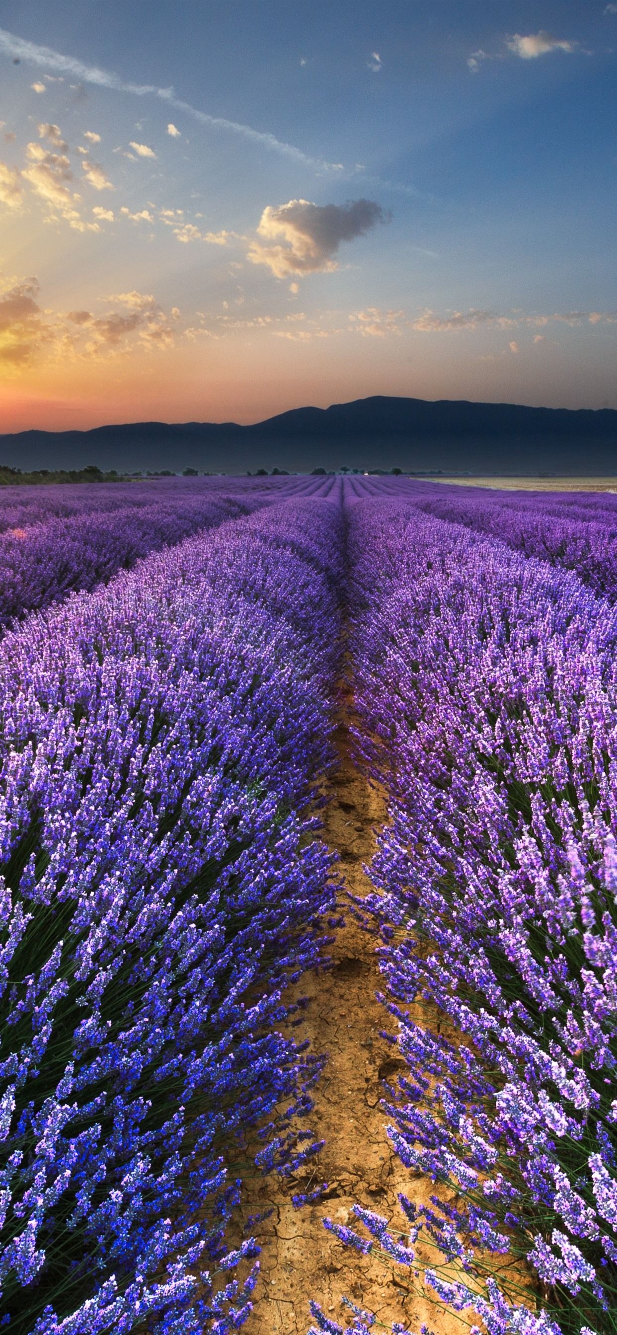 Purple lavender flowers field, sunrise, glare, morning 1242x2688