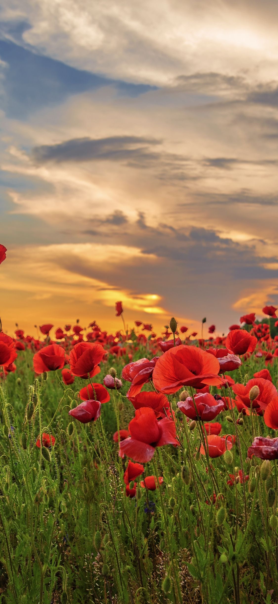 Download 1125x2436 wallpaper sunset, poppy, field, flowers, red