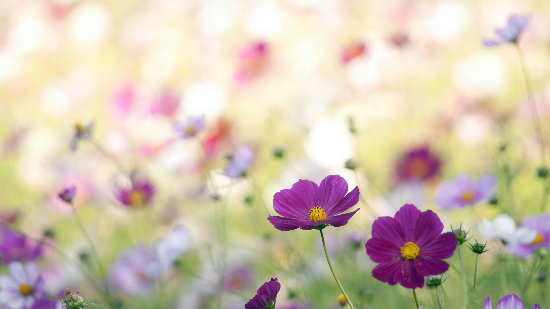 Free download Spring Wildflowers photo Feel Spring Atmosphere All