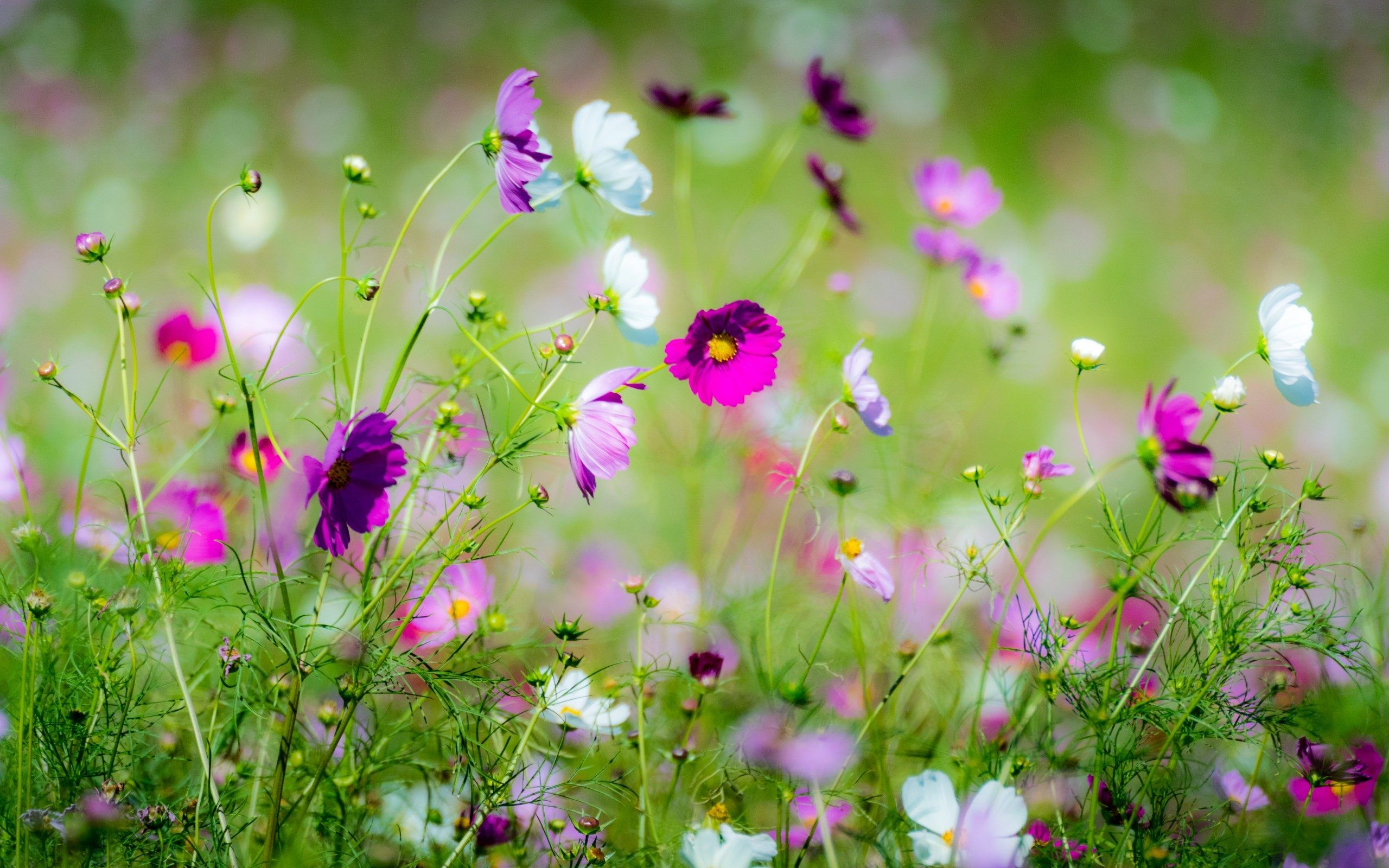 Beautiful spring wildflowers