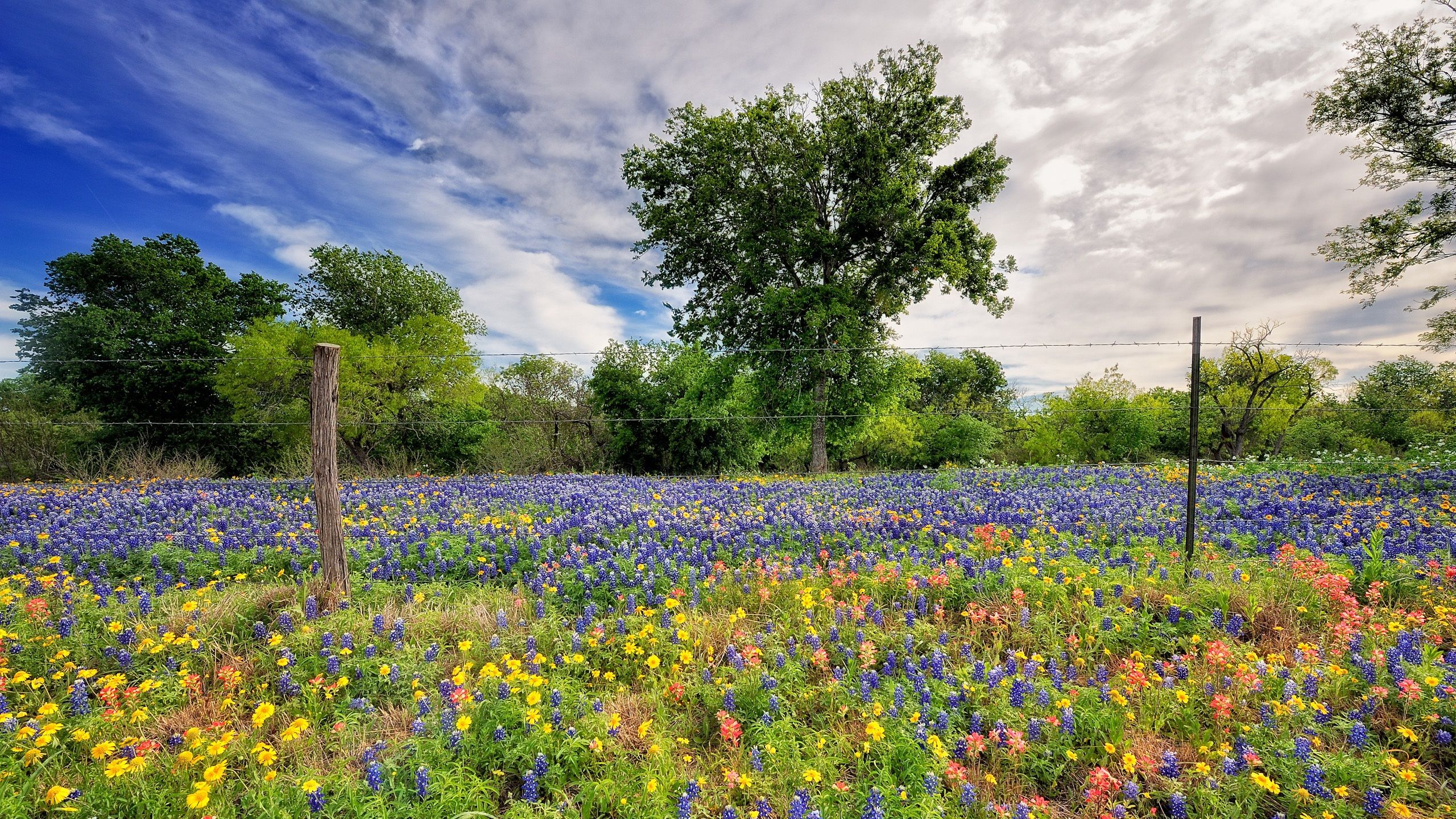 Wallpaper Spring wildflowers 2560x1600 HD Picture, Image